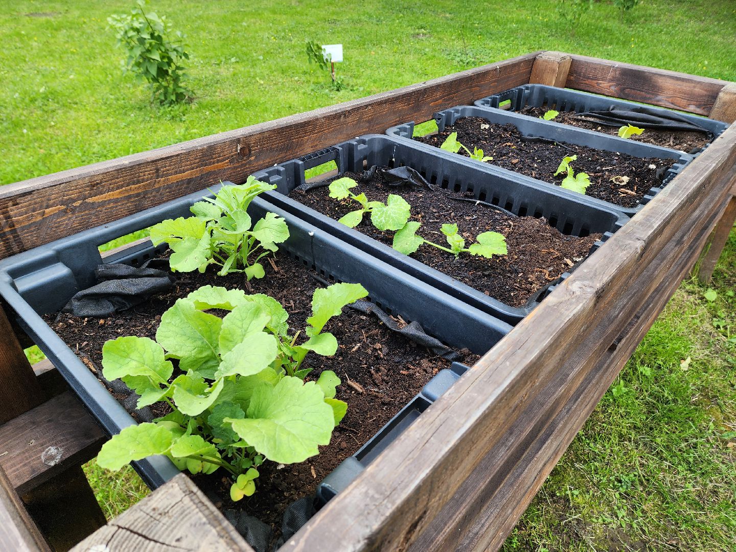 солнечногорск, лето, парк, растения , огород,