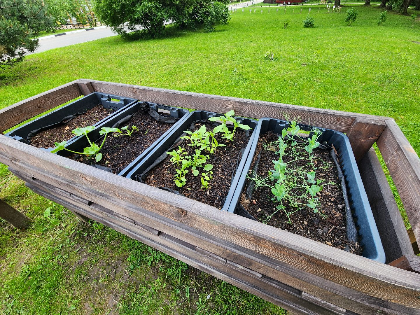 солнечногорск, лето, парк, растения , огород,