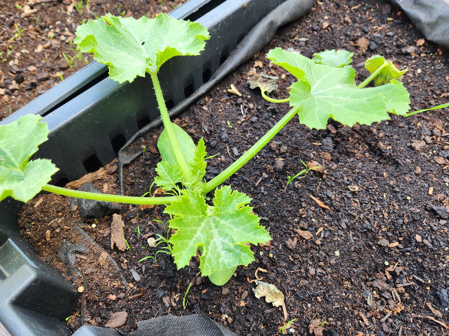 солнечногорск, лето, парк, растения , огород,