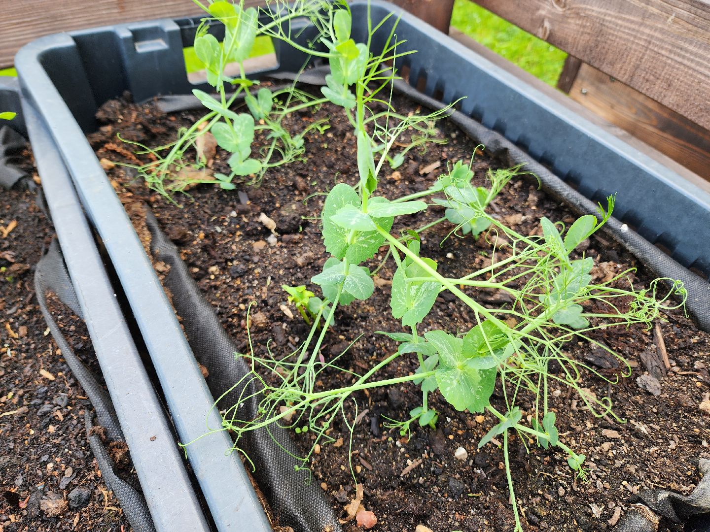 солнечногорск, лето, парк, растения , огород,