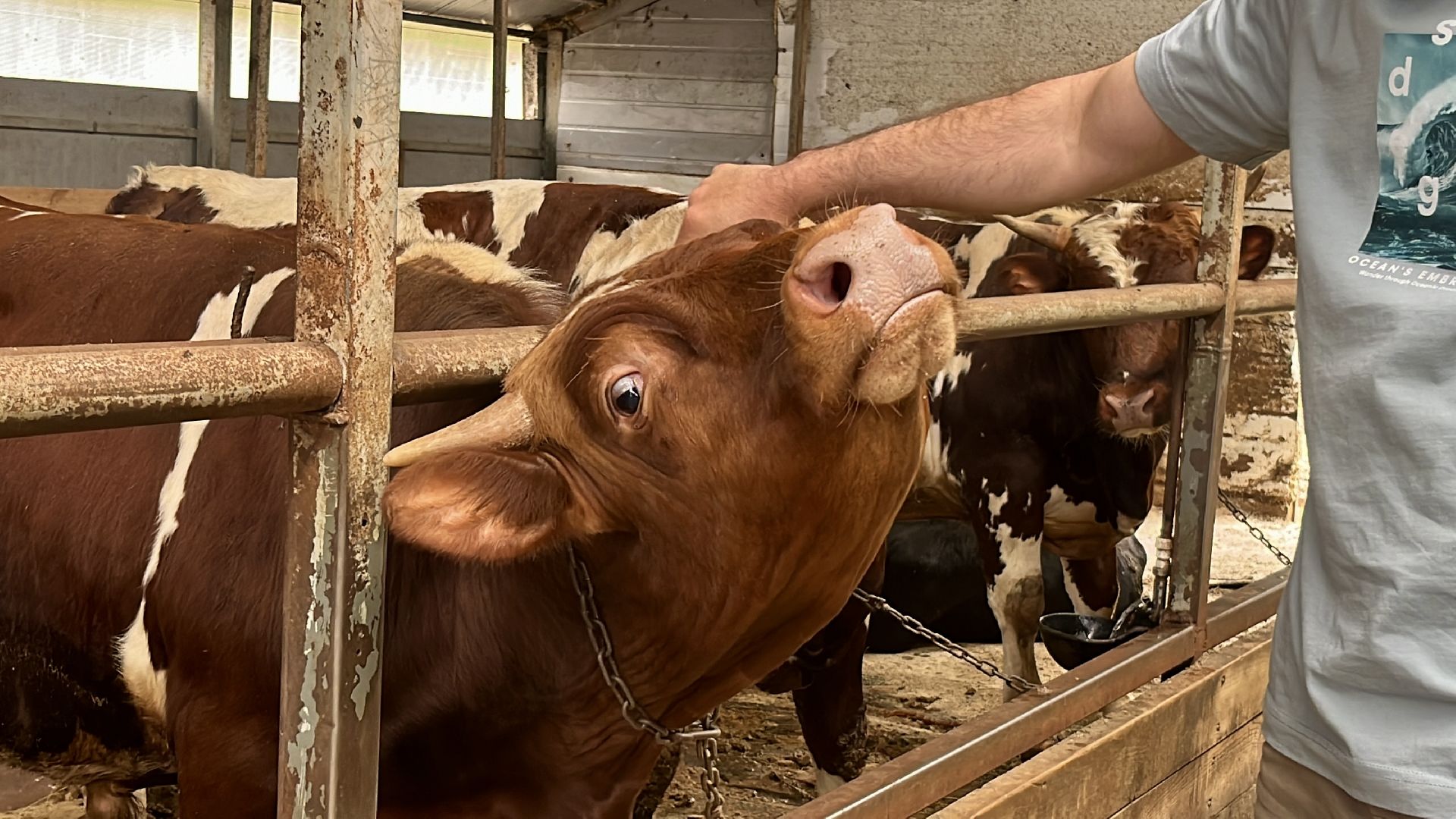 наро-фоминский городской округ, фермер, сыроварня, фермерское хозяйство , тахир джаппуев,