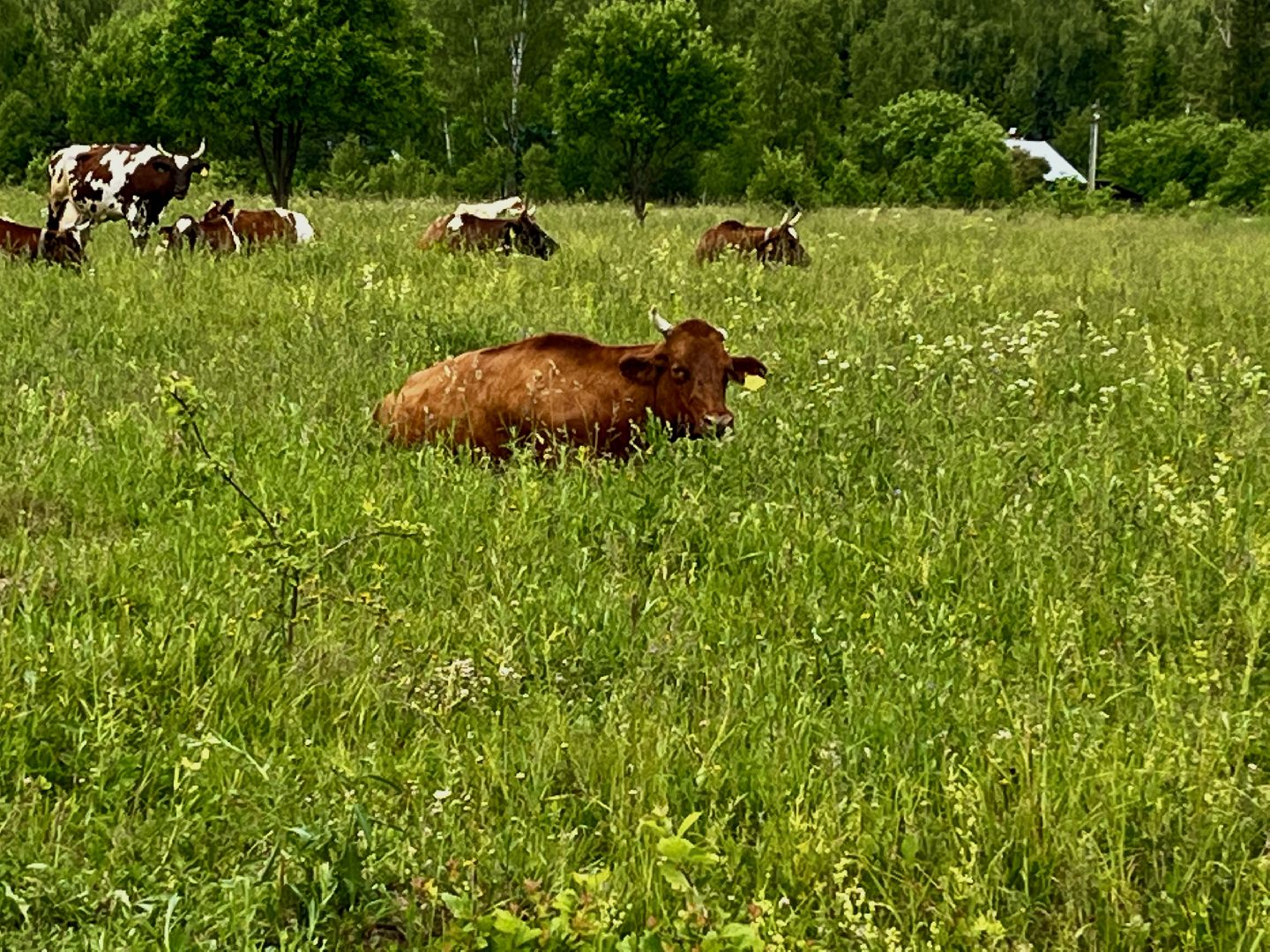 наро-фоминский городской округ, фермер, сыроварня, фермерское хозяйство , тахир джаппуев,