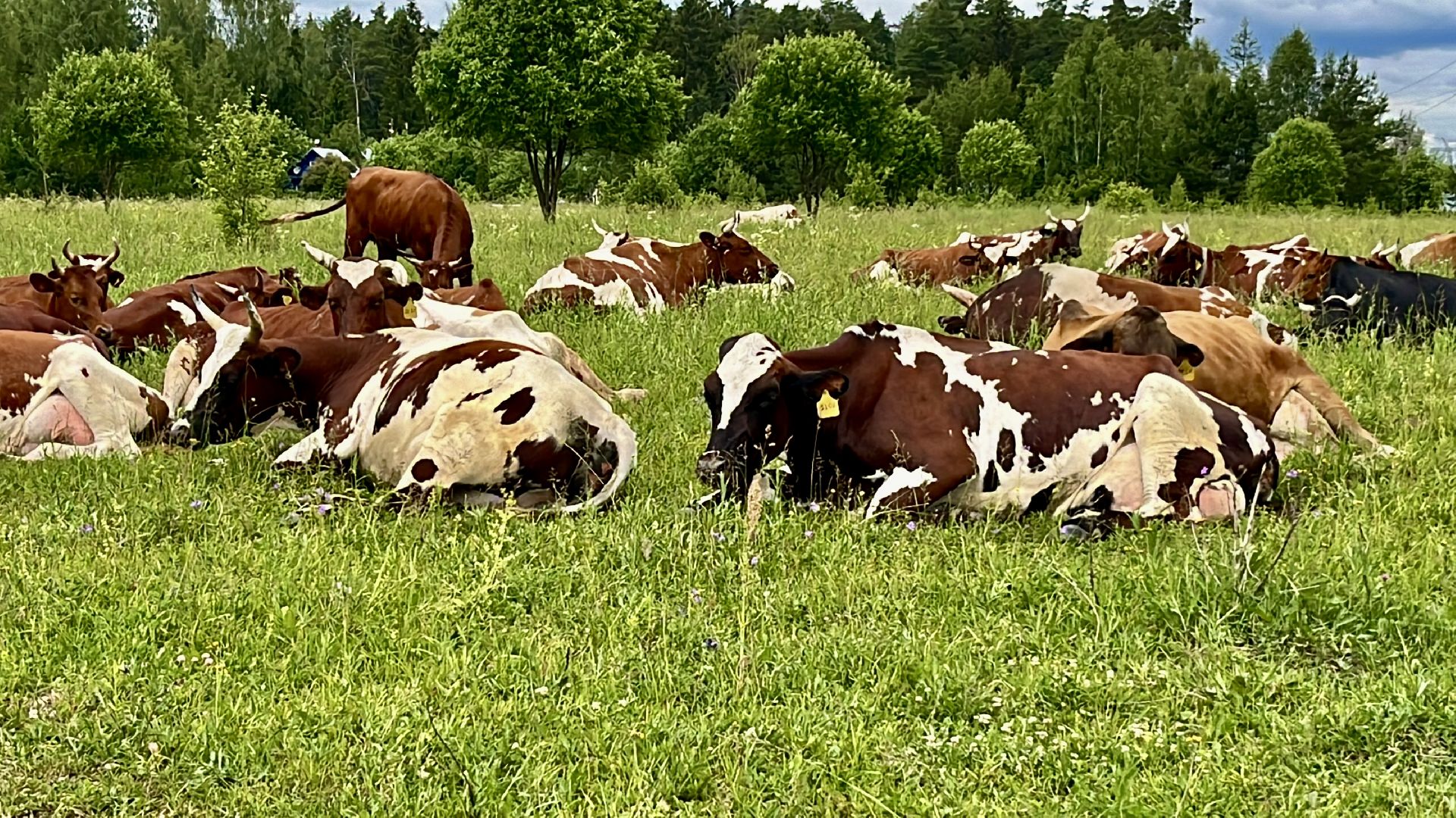 наро-фоминский городской округ, фермер, сыроварня, фермерское хозяйство , тахир джаппуев,