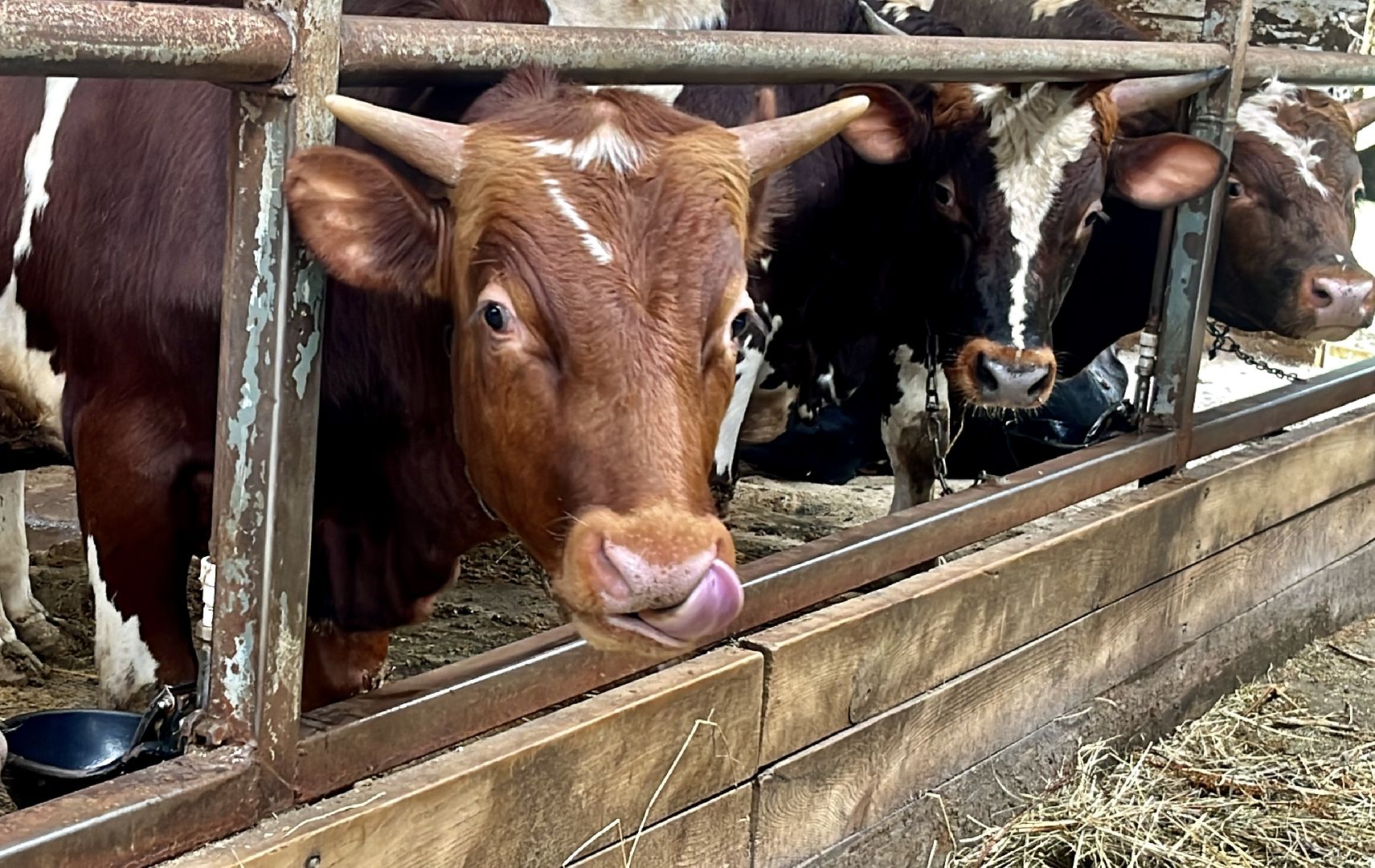 наро-фоминский городской округ, фермер, сыроварня, фермерское хозяйство , тахир джаппуев,