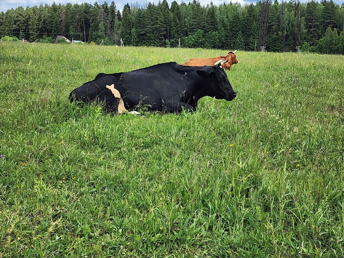 наро-фоминский городской округ, фермер, сыроварня, фермерское хозяйство , тахир джаппуев,