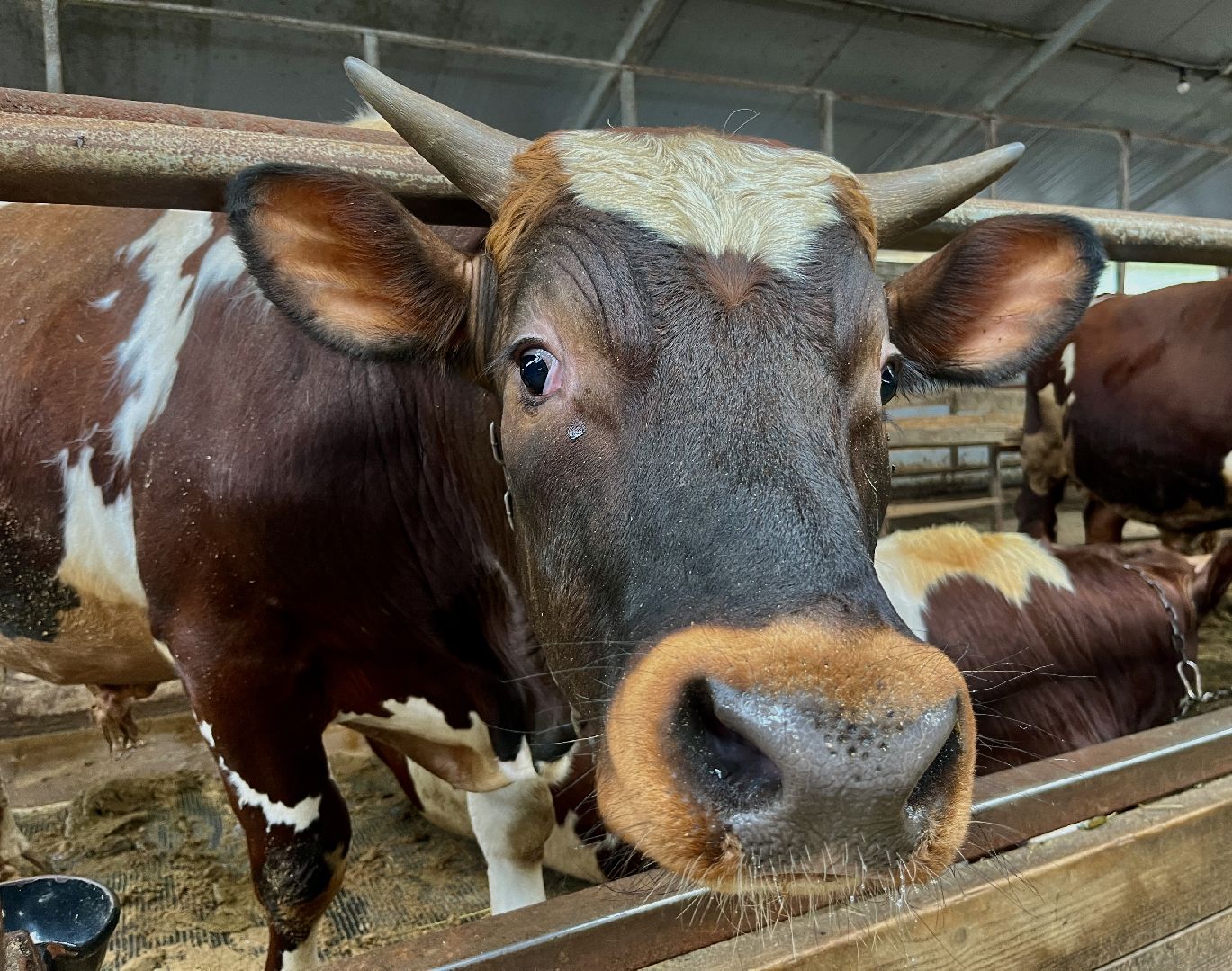 наро-фоминский городской округ, фермер, сыроварня, фермерское хозяйство , тахир джаппуев,