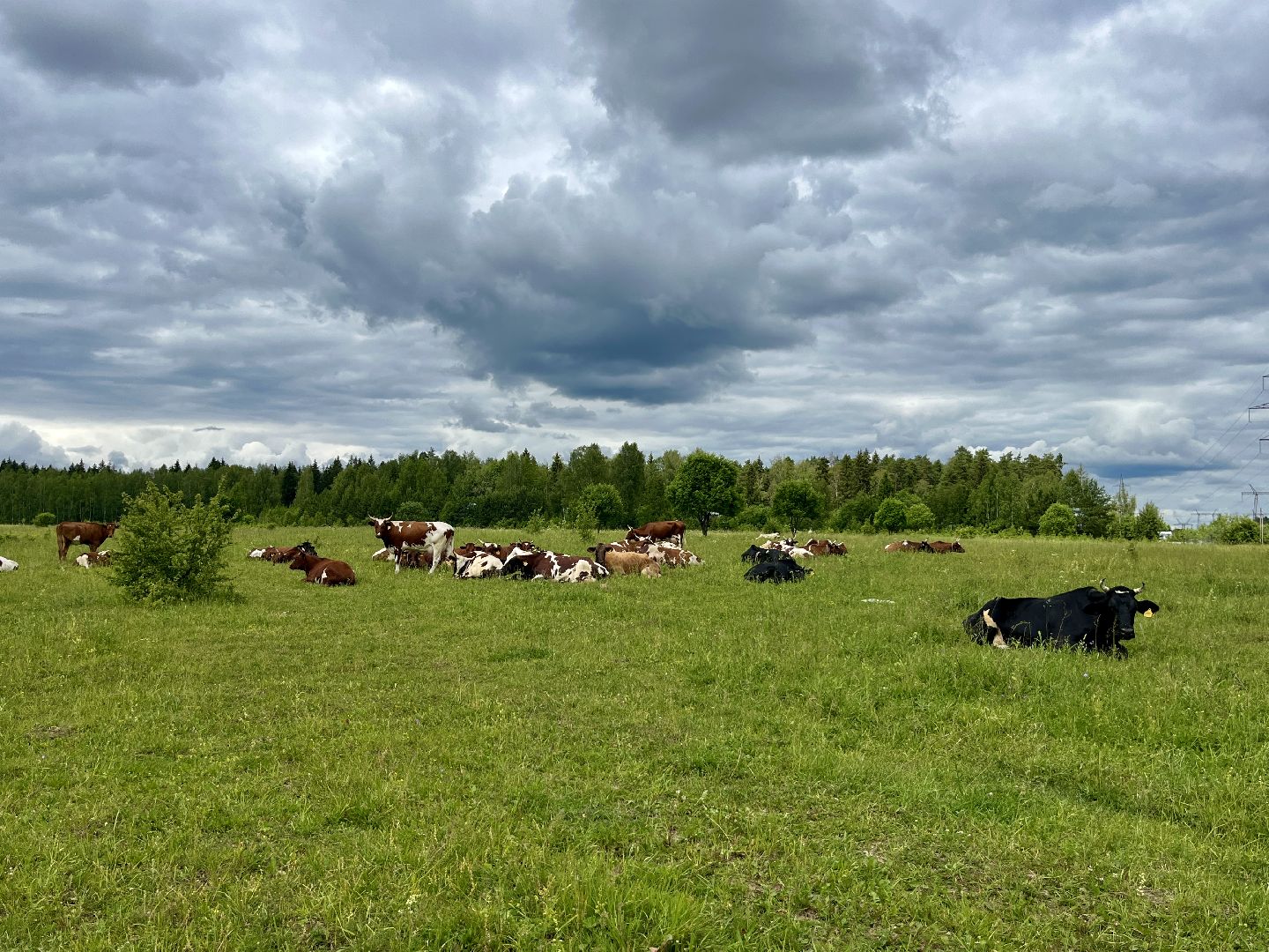 наро-фоминский городской округ, фермер, сыроварня, фермерское хозяйство , тахир джаппуев,
