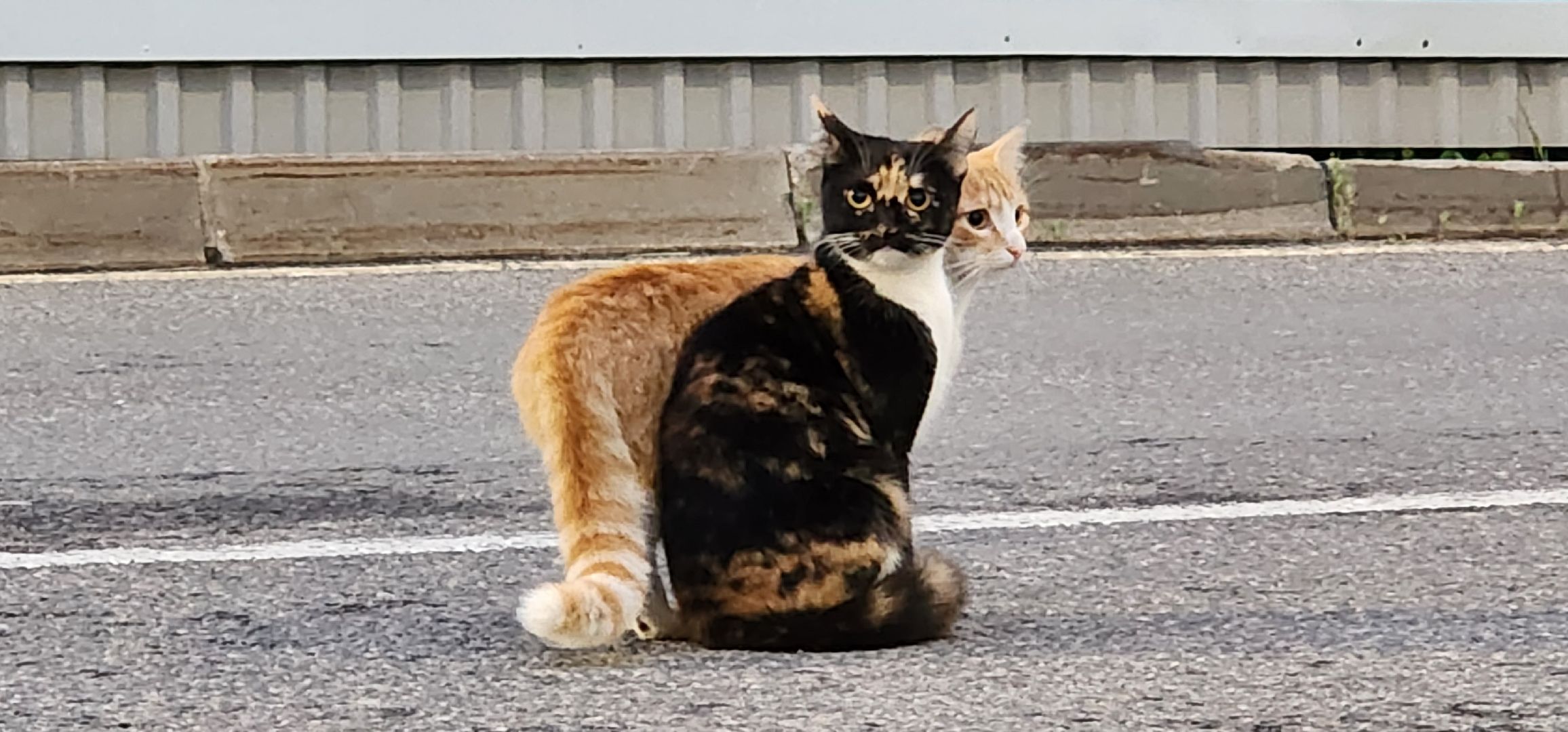 Химки, Природа Подмосковья , растениеводство, Сады, Цветоводство,