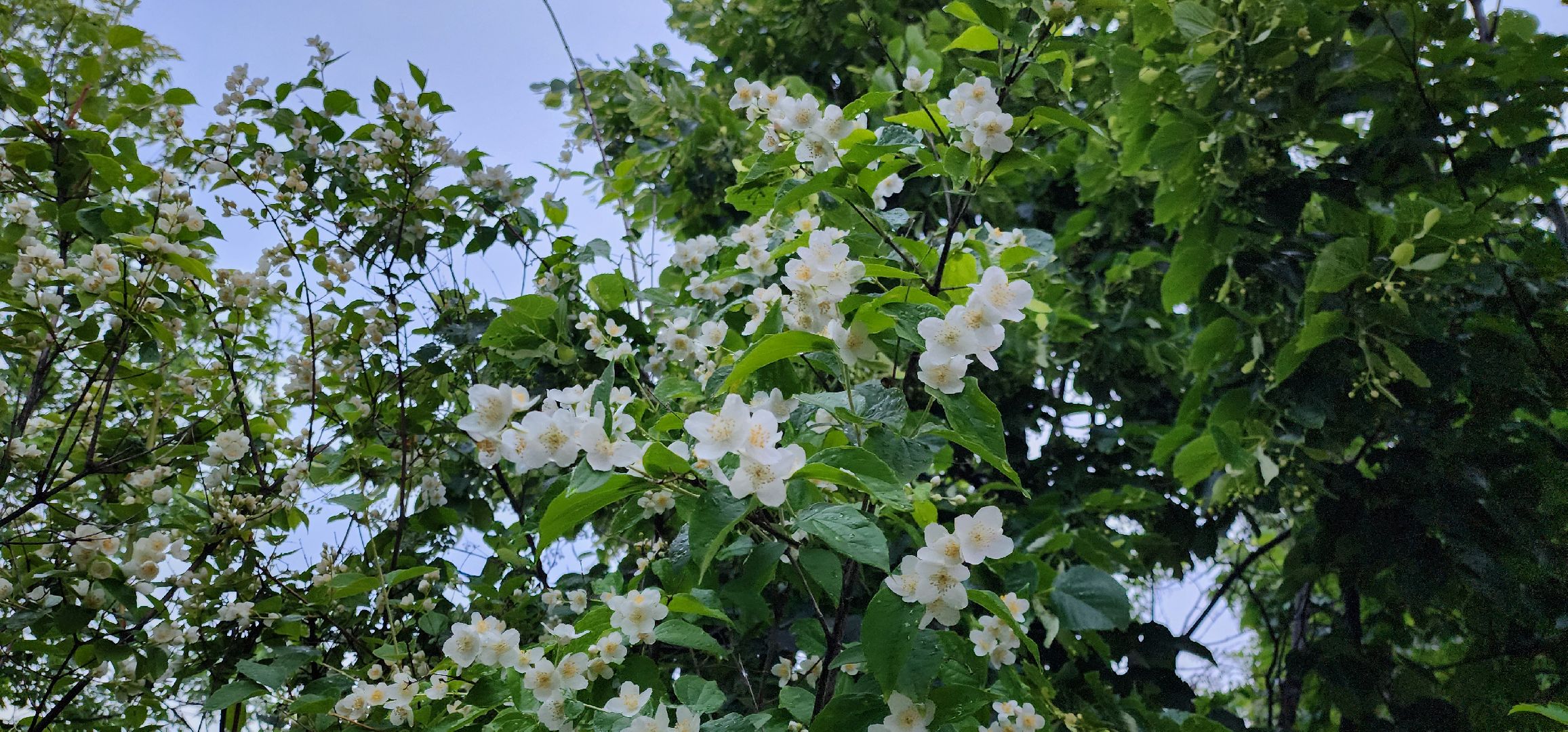 Химки, Природа Подмосковья , растениеводство, Сады, Цветоводство,