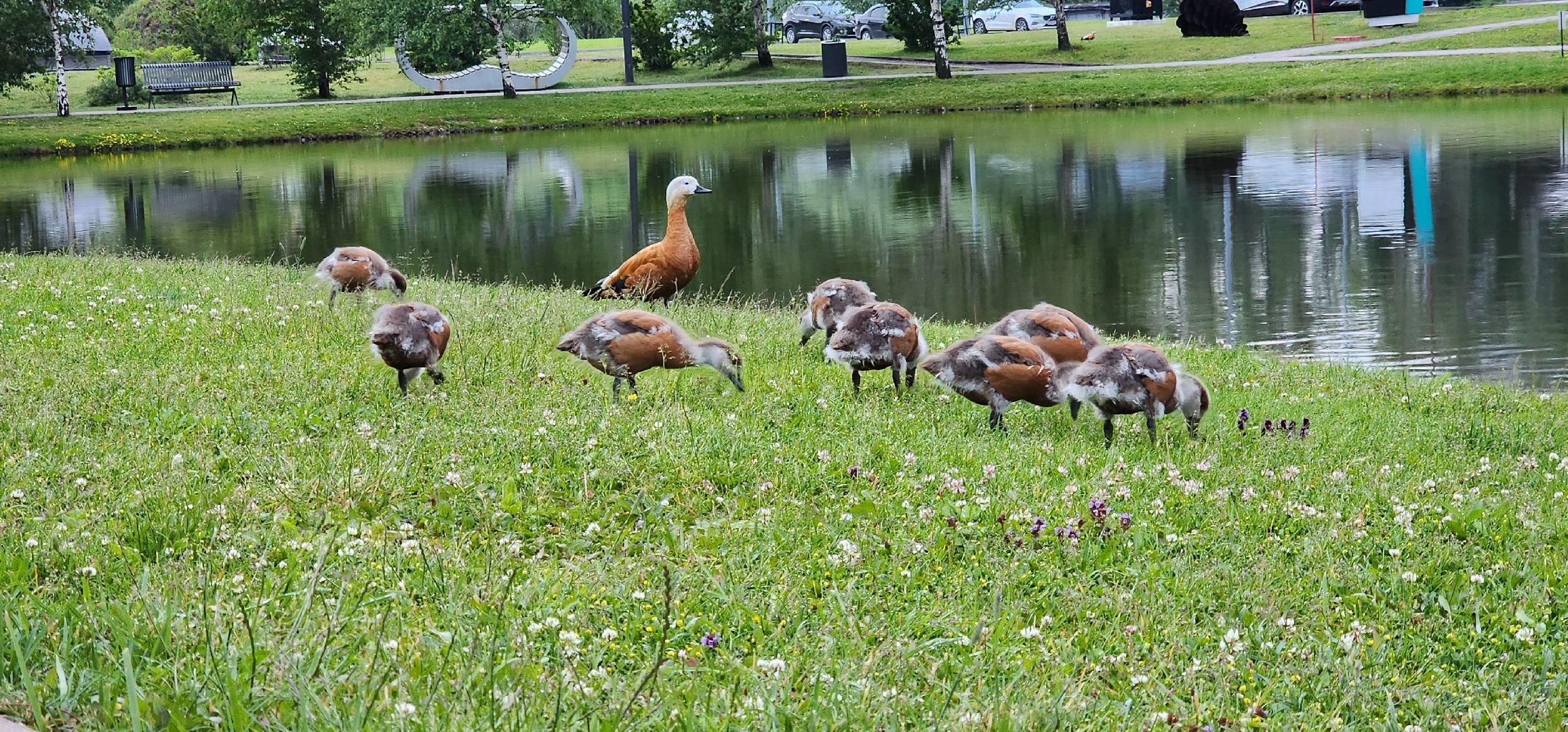 Химки, Природа Подмосковья , растениеводство, Сады, Цветоводство,