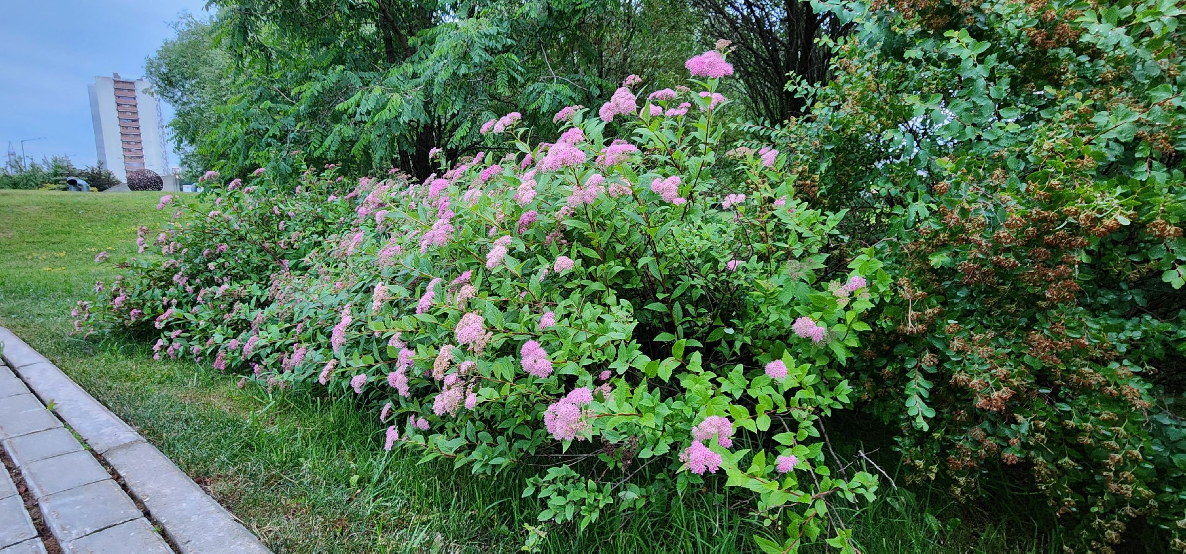 Химки, Природа Подмосковья , растениеводство, Сады, Цветоводство,