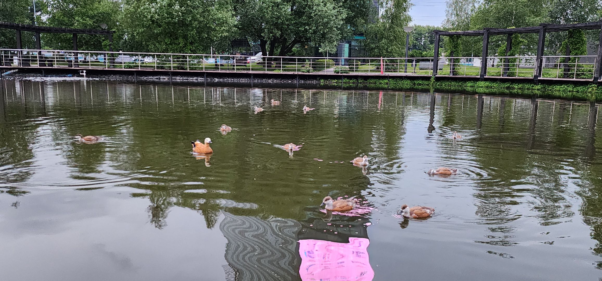 Химки, Природа Подмосковья , растениеводство, Сады, Цветоводство,