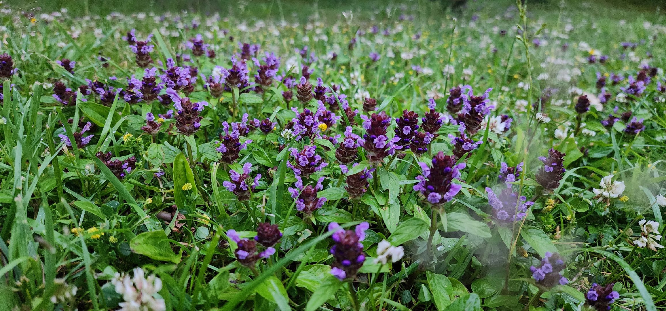 Химки, Природа Подмосковья , растениеводство, Сады, Цветоводство,