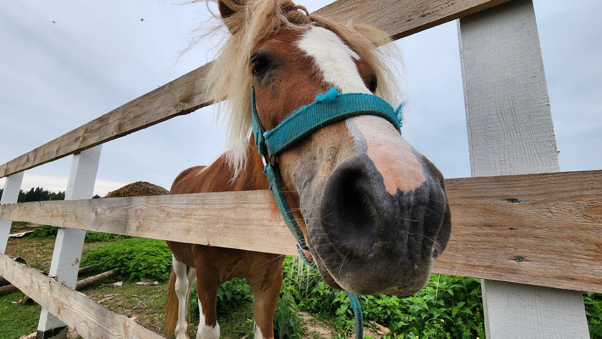 Руза, туризм в рузе, Муза Рузы,