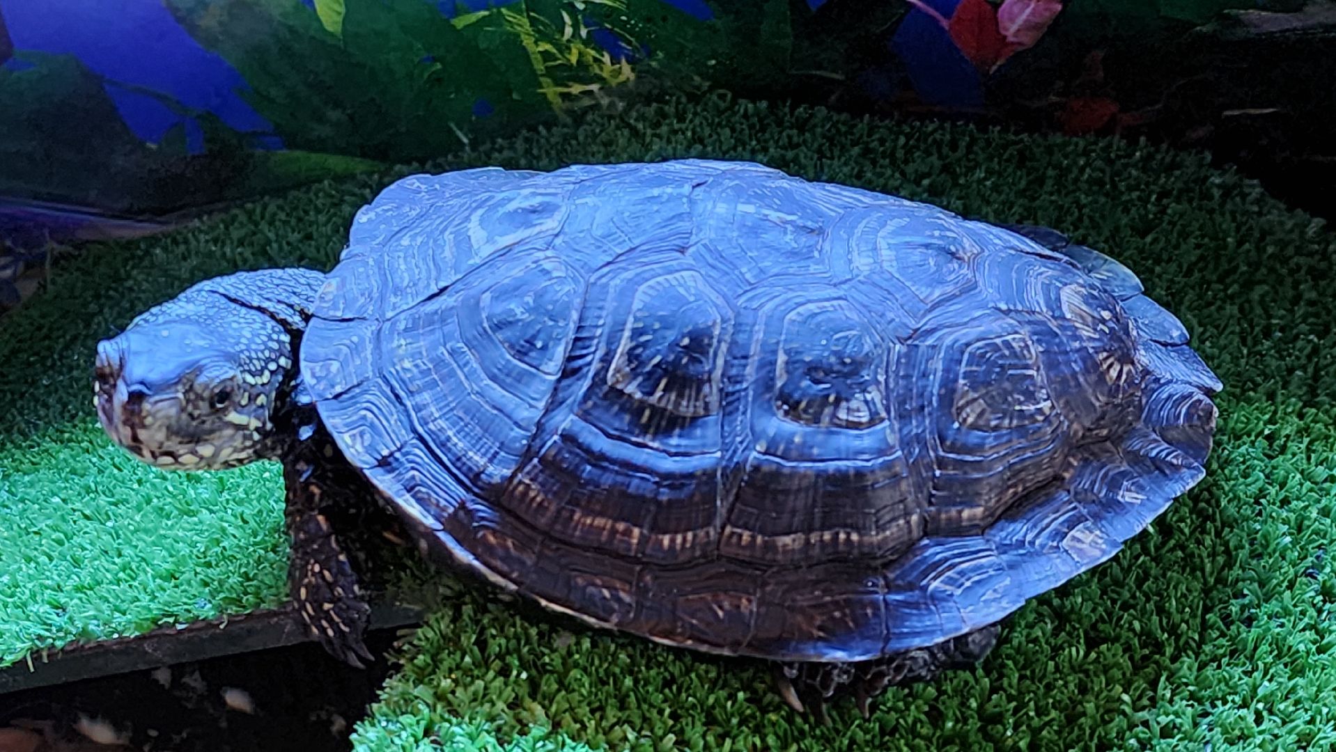 Руза, туризм в рузе, Муза Рузы,