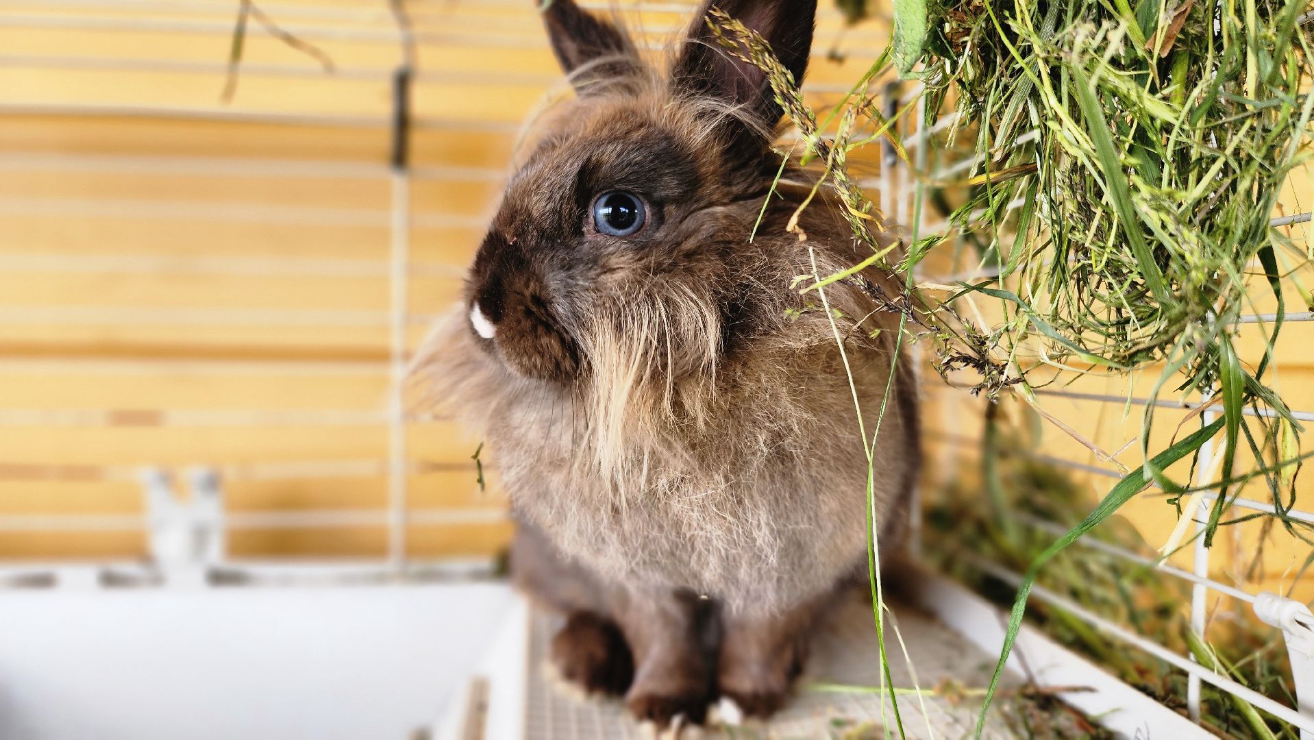 Руза, туризм в рузе, Муза Рузы,