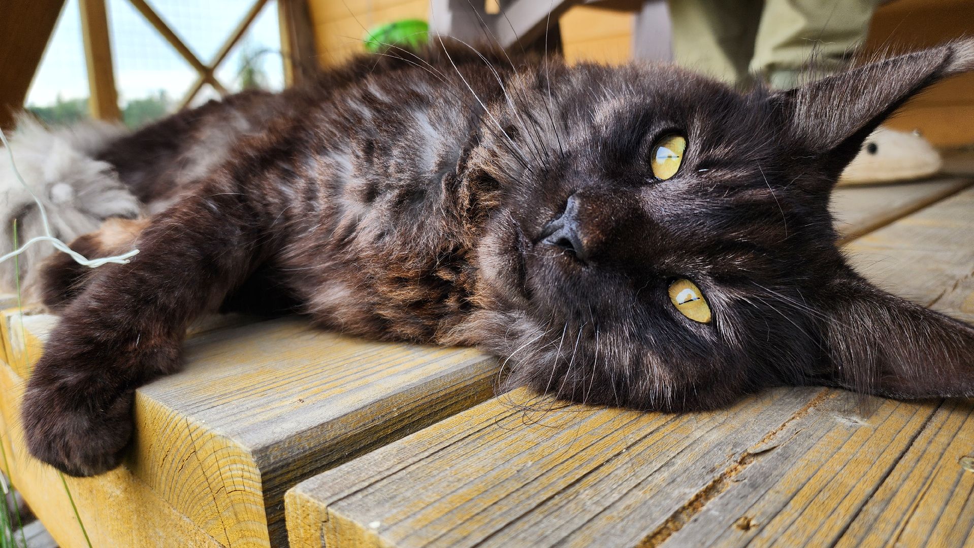 Руза, туризм в рузе, Муза Рузы,