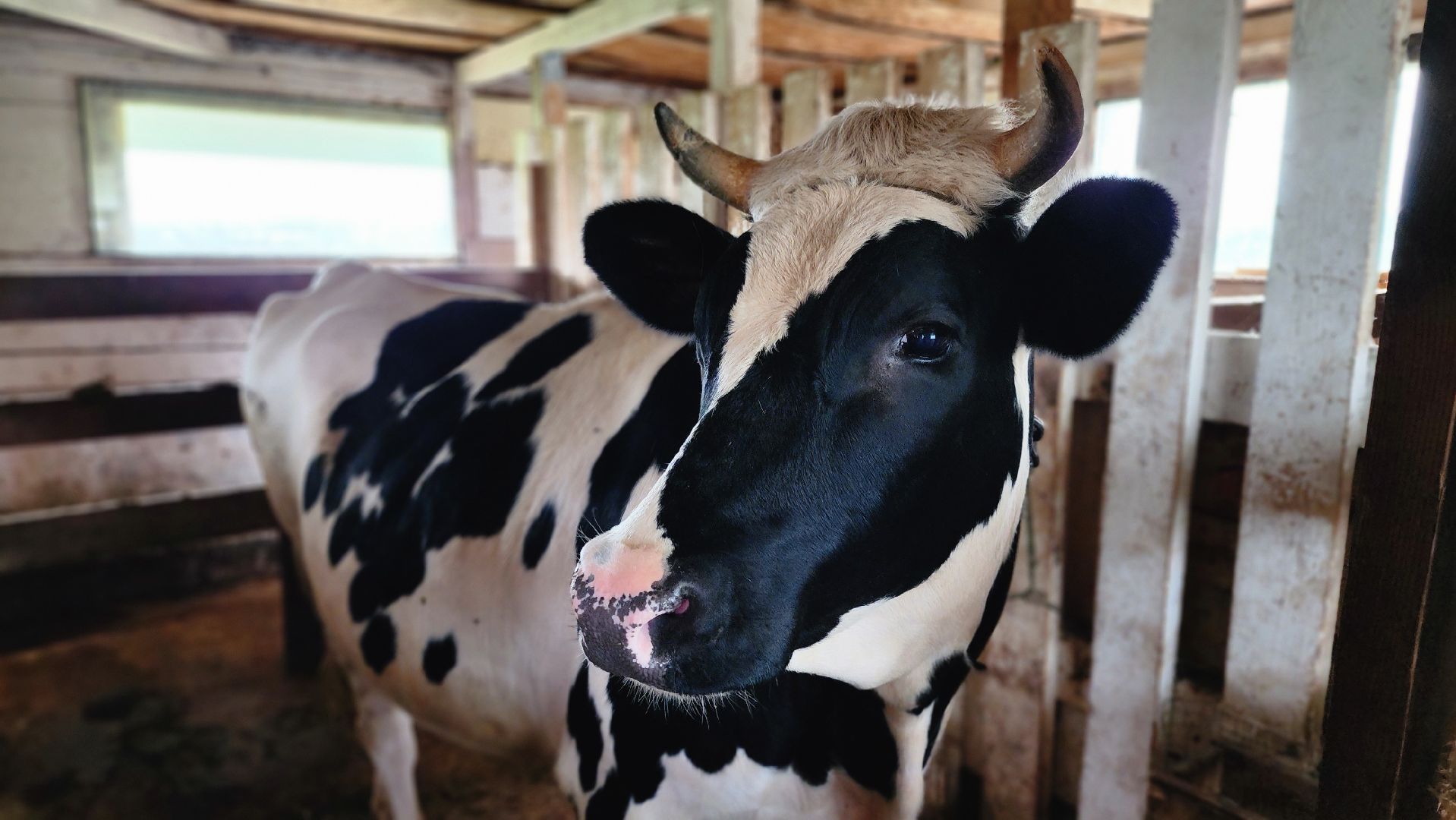 Руза, туризм в рузе, Муза Рузы,