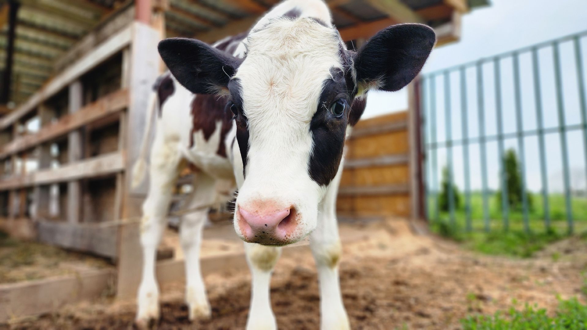 Руза, туризм в рузе, Муза Рузы,