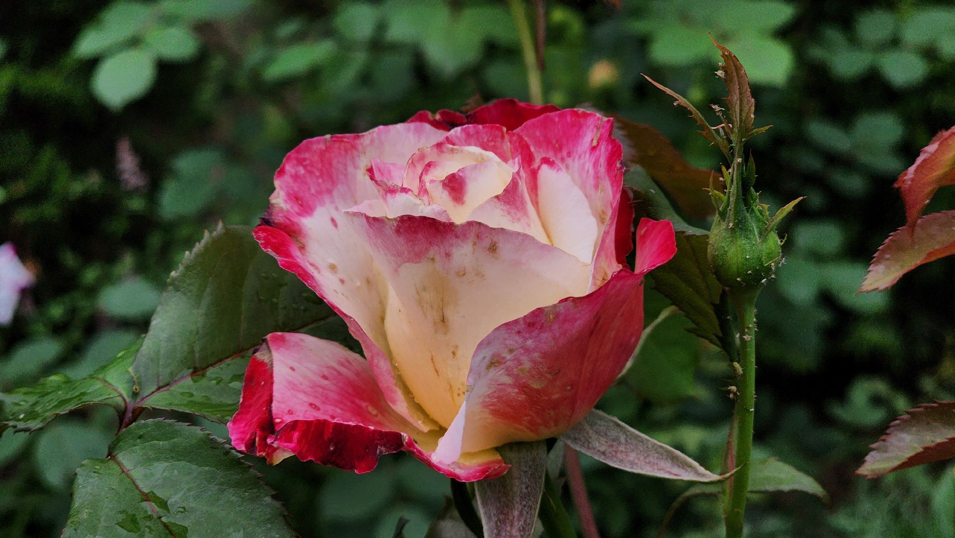 Руза, туризм в рузе, Муза Рузы,