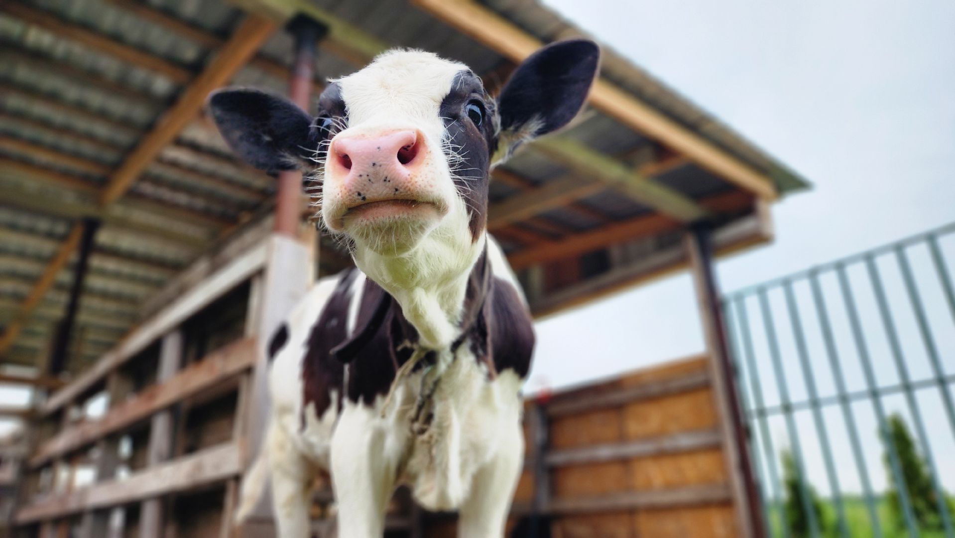 Руза, туризм в рузе, Муза Рузы,