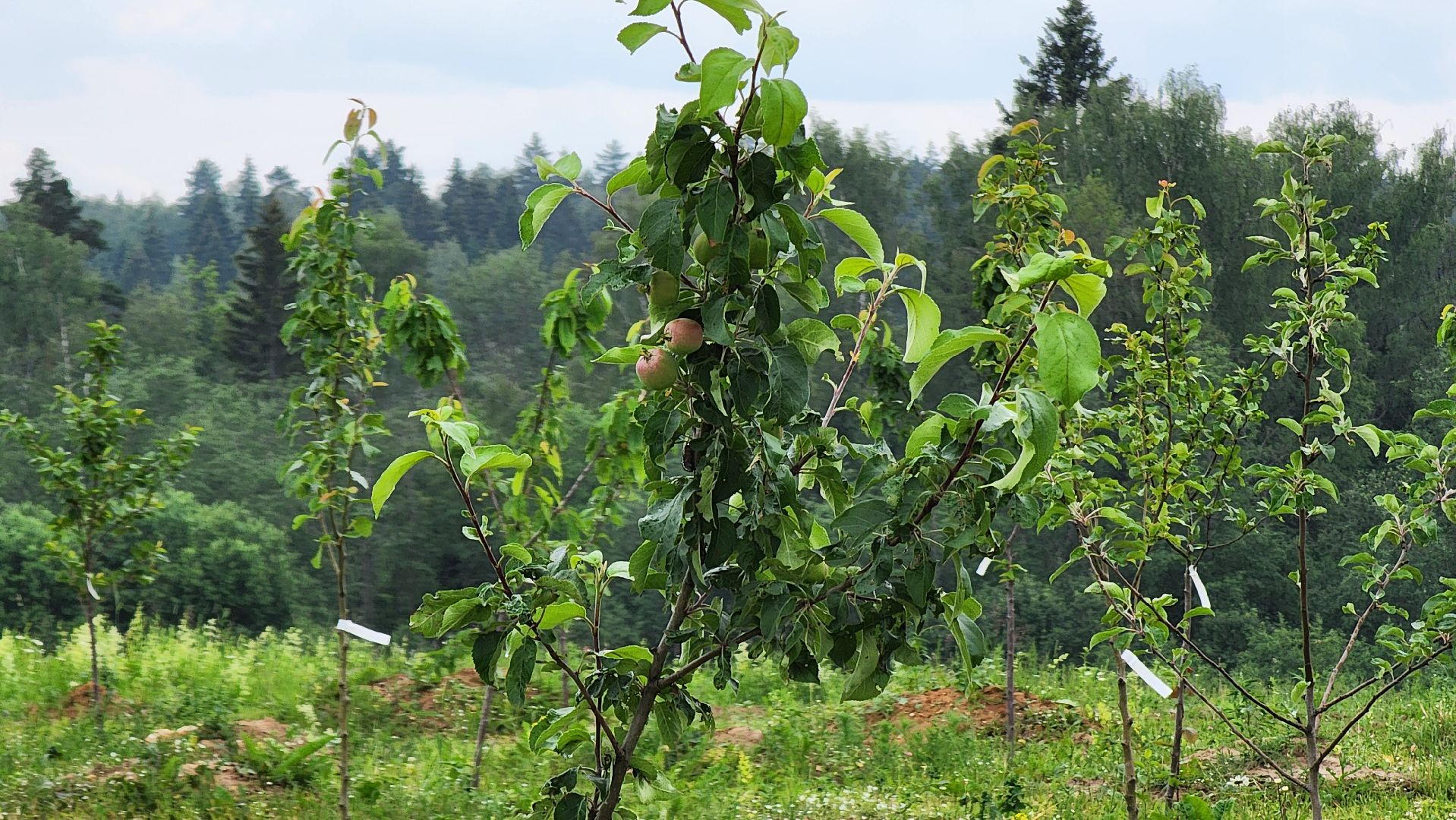 Руза, туризм в рузе, Муза Рузы,