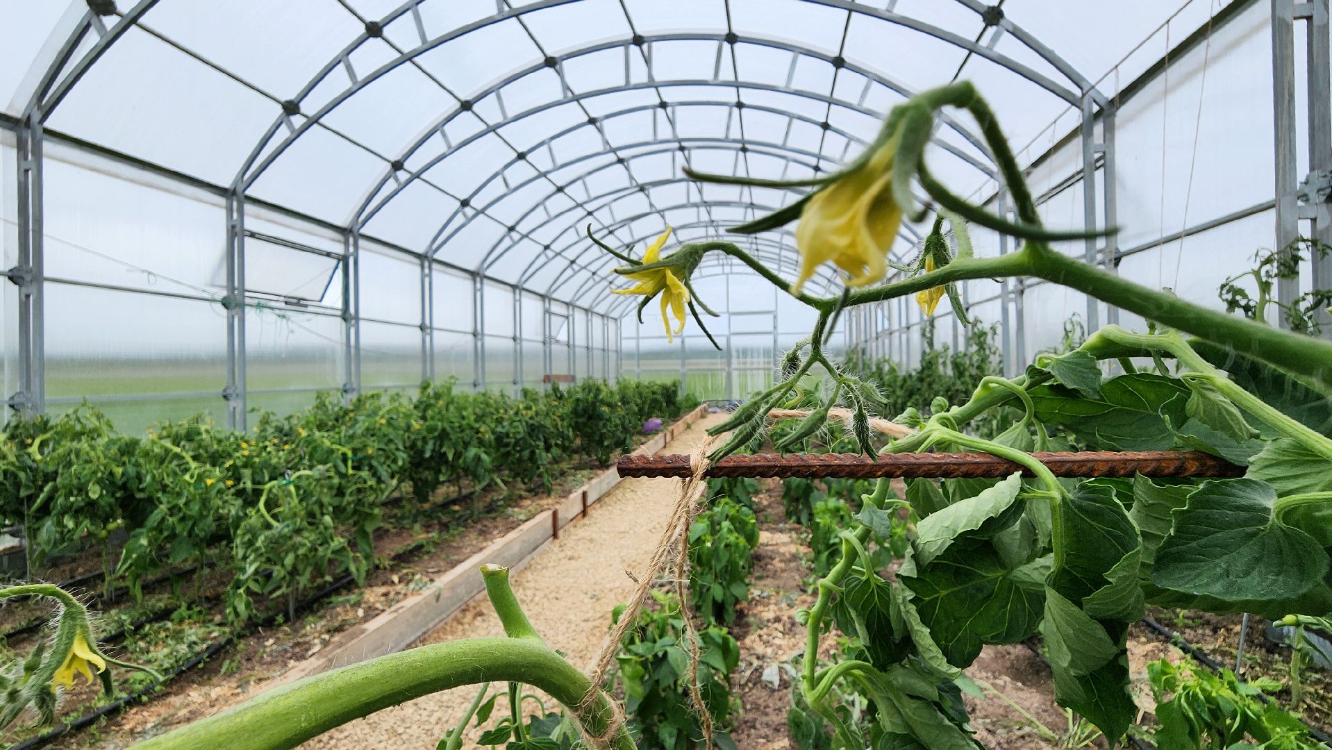 Руза, туризм в рузе, Муза Рузы,