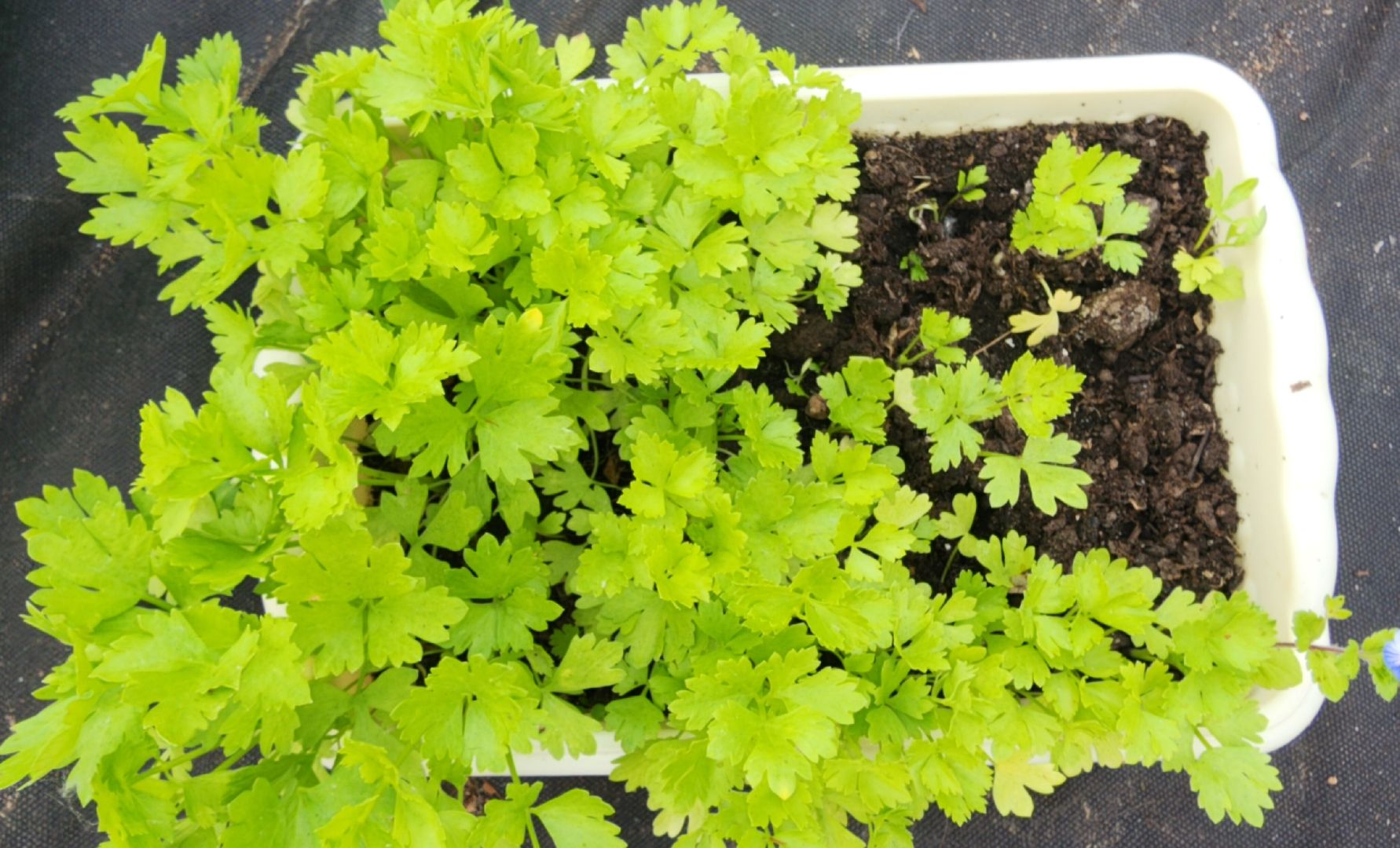 Агрономия, Образование , Профориентация ,