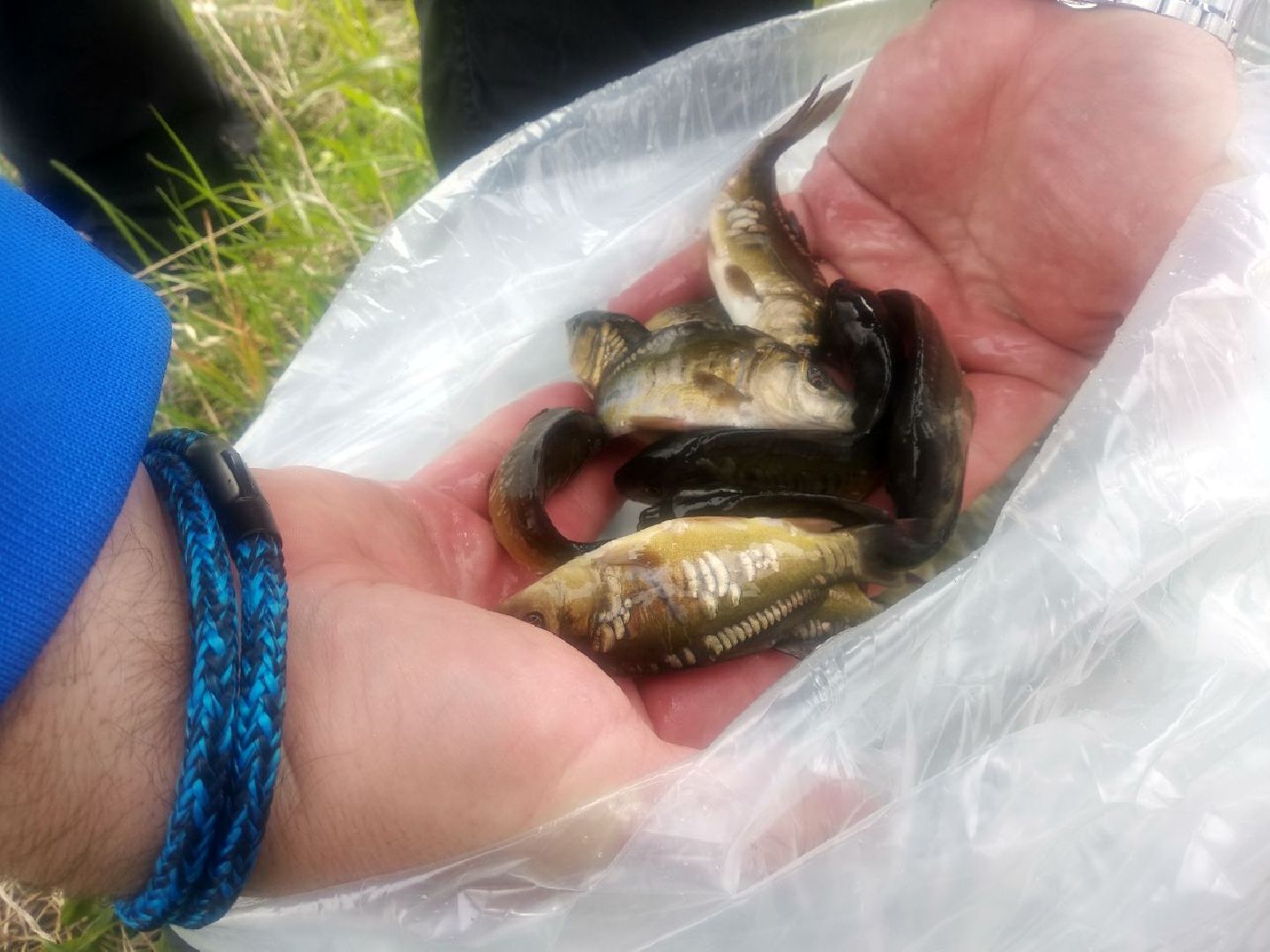 Дмитров, ВНИРО, ВНИИПРХ, Росрыболовство МО