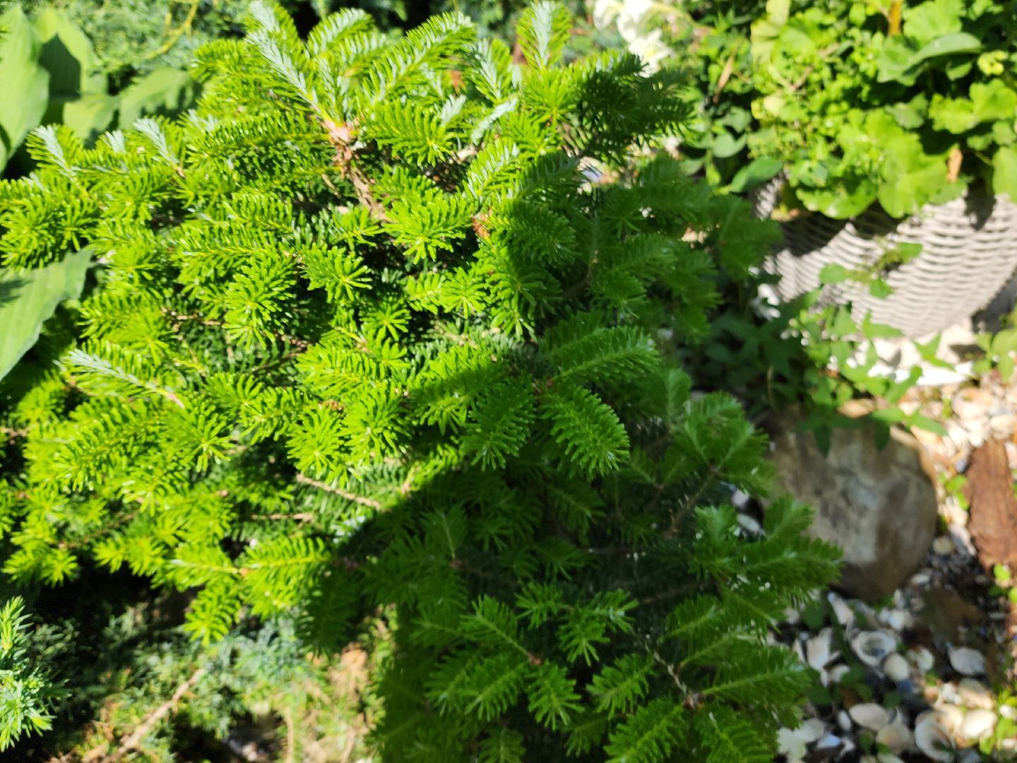 городской округ пушкинский, деревня лепешки, хвойники, ландшафтный дизайн, активное долголетие,