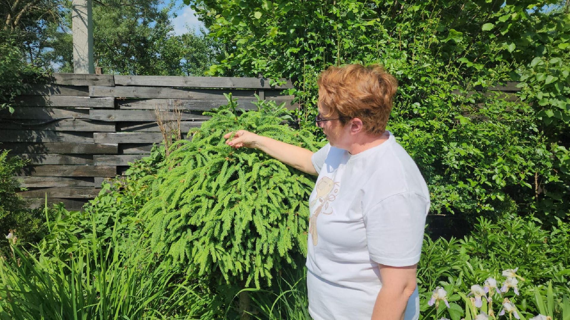 городской округ пушкинский, деревня лепешки, хвойники, ландшафтный дизайн, активное долголетие,