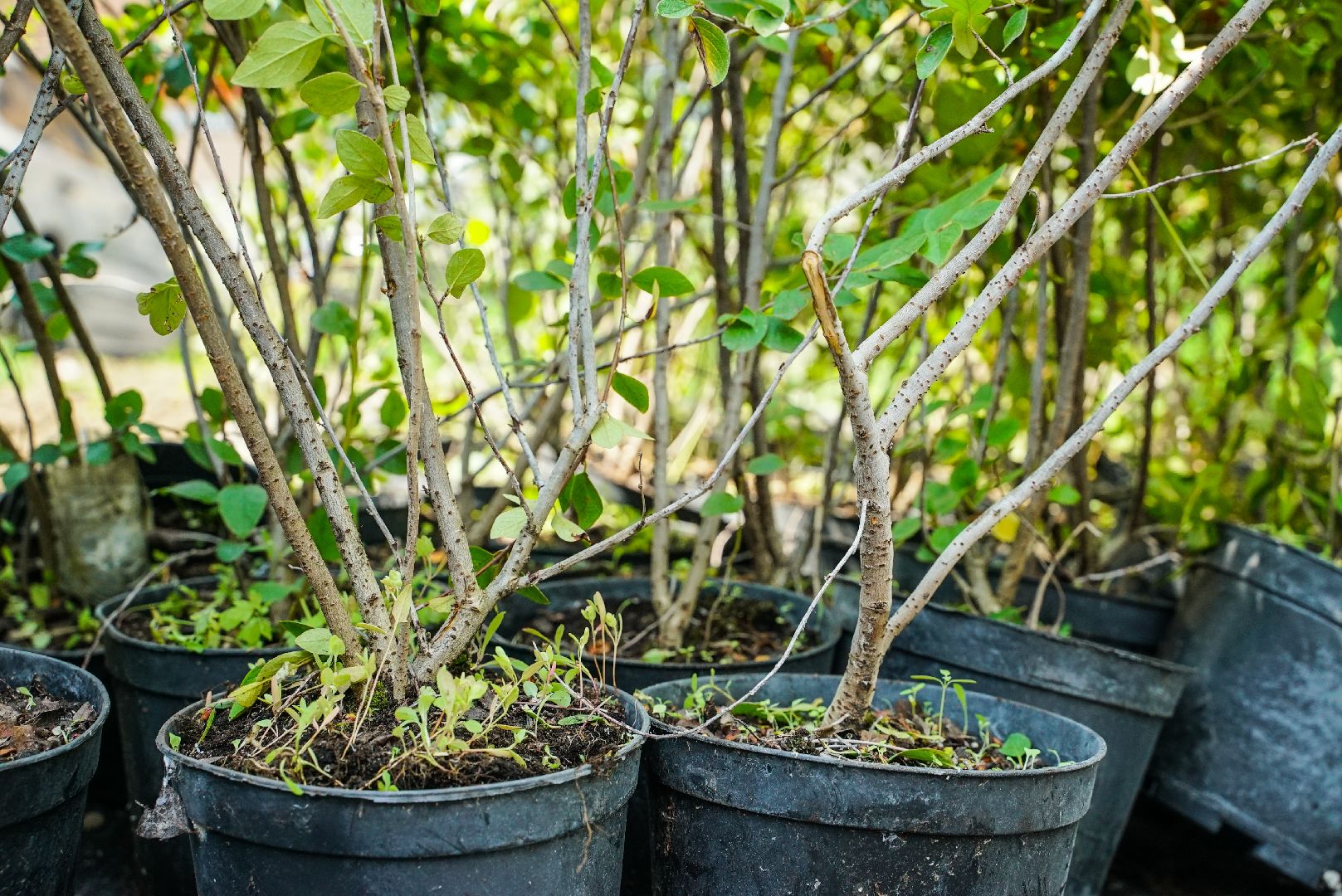 куст, озеленение, дворы,