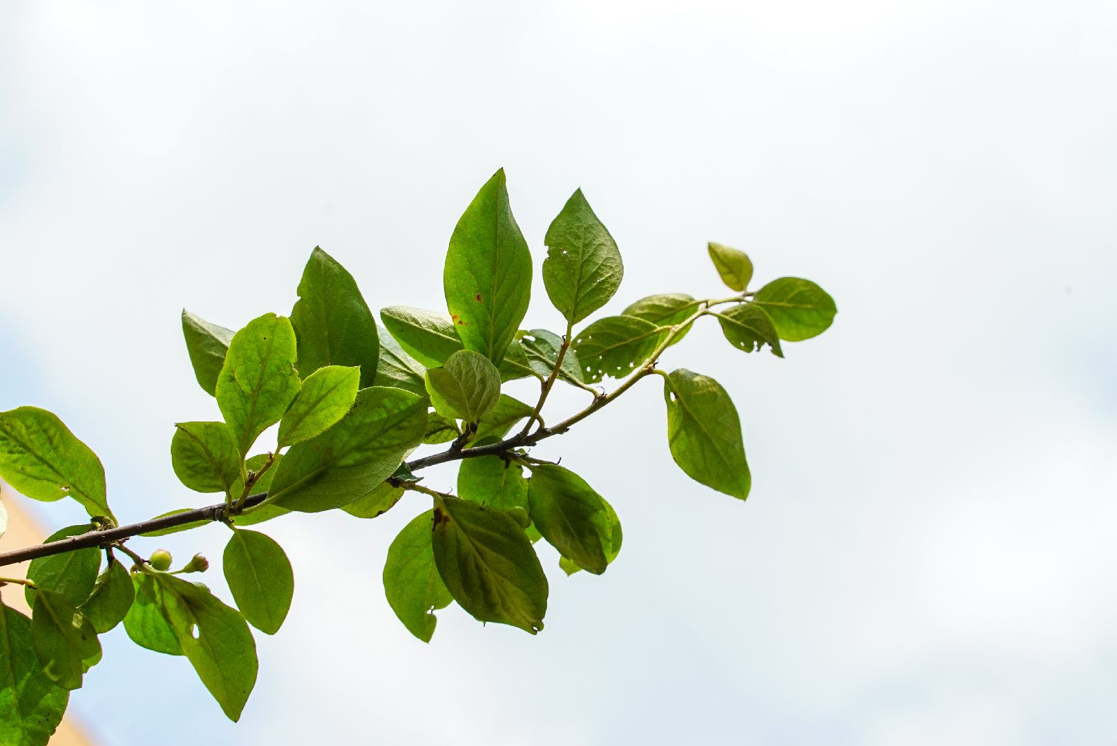 куст, озеленение, дворы,