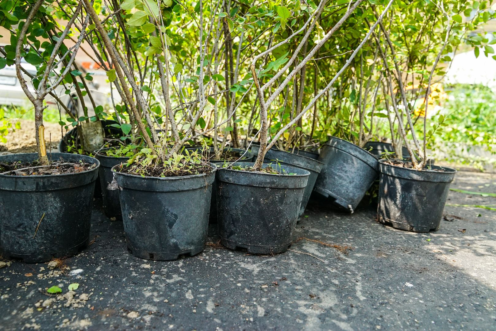 куст, озеленение, дворы,