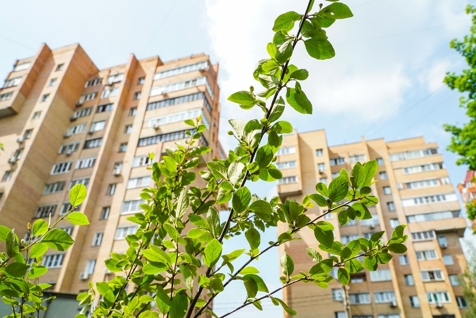 куст, озеленение, дворы,