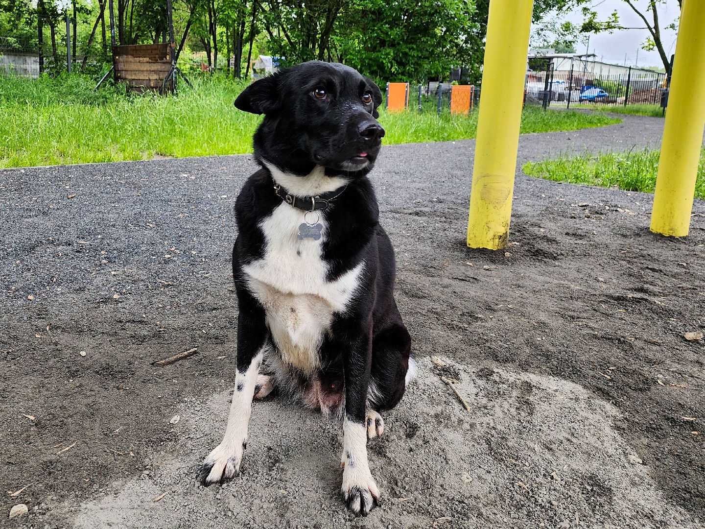 Подольск, чипирование домашних животных, вакцинация животных от бешенства, Парк Талалихина,