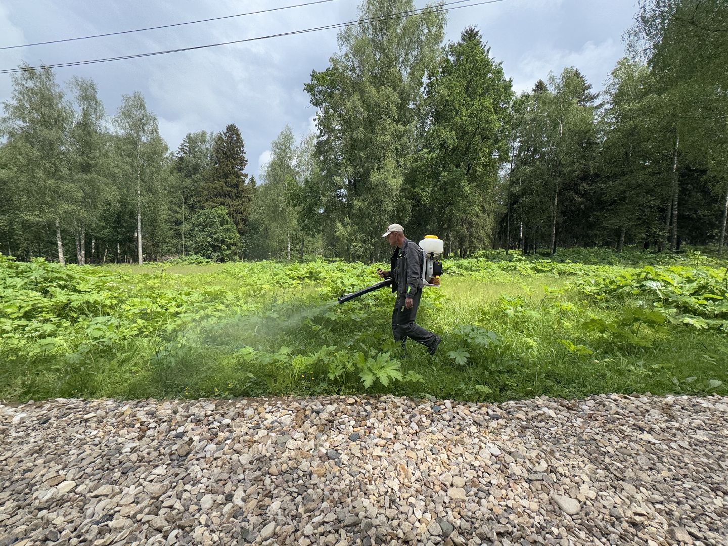 шаховская, борщевик, борщевик сосновского, обработка от борщевика,