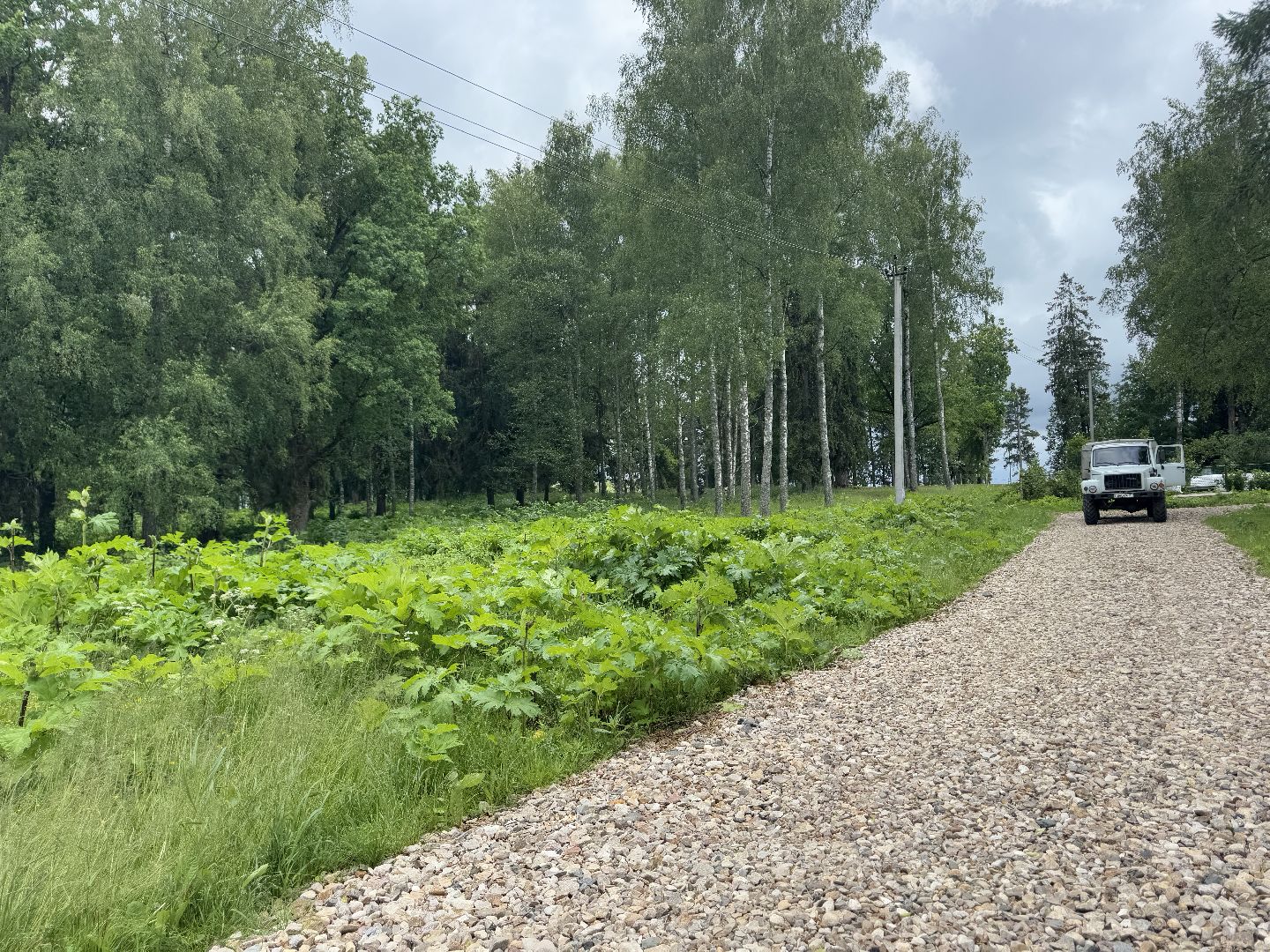 шаховская, борщевик, борщевик сосновского, обработка от борщевика,