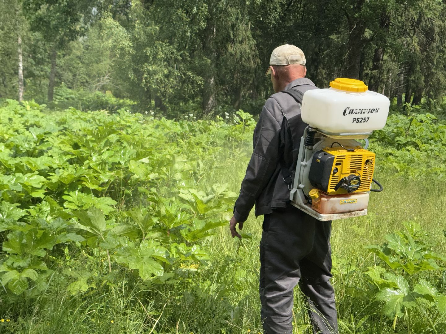 шаховская, борщевик, борщевик сосновского, обработка от борщевика,