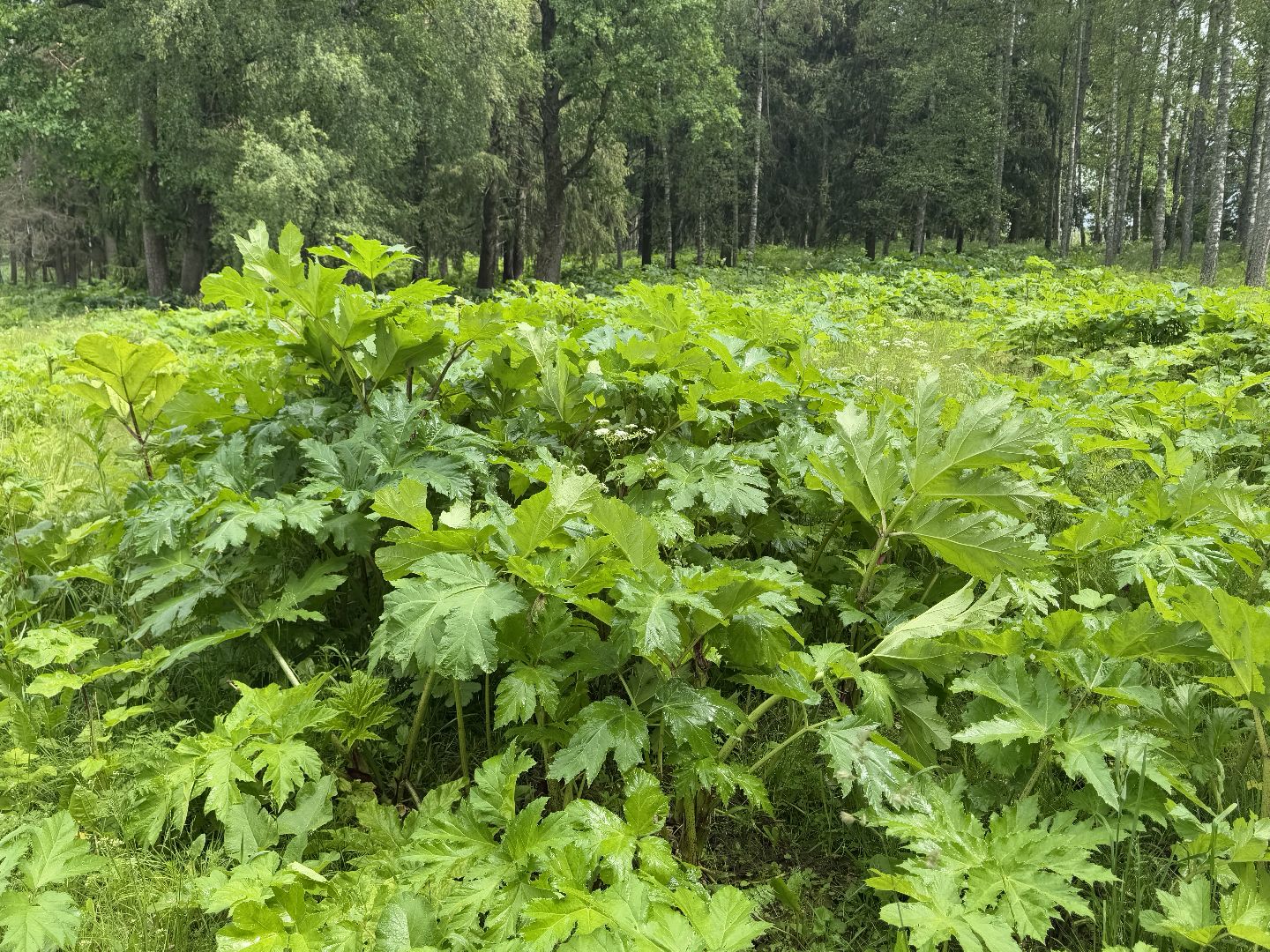 шаховская, борщевик, борщевик сосновского, обработка от борщевика,