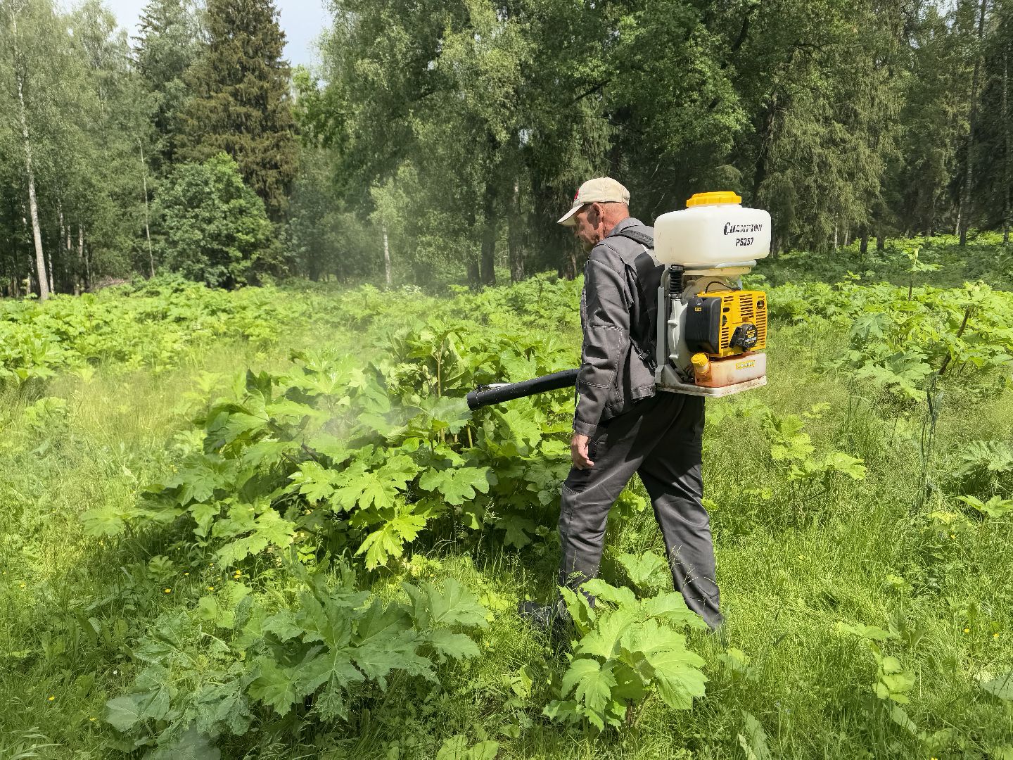 шаховская, борщевик, борщевик сосновского, обработка от борщевика,