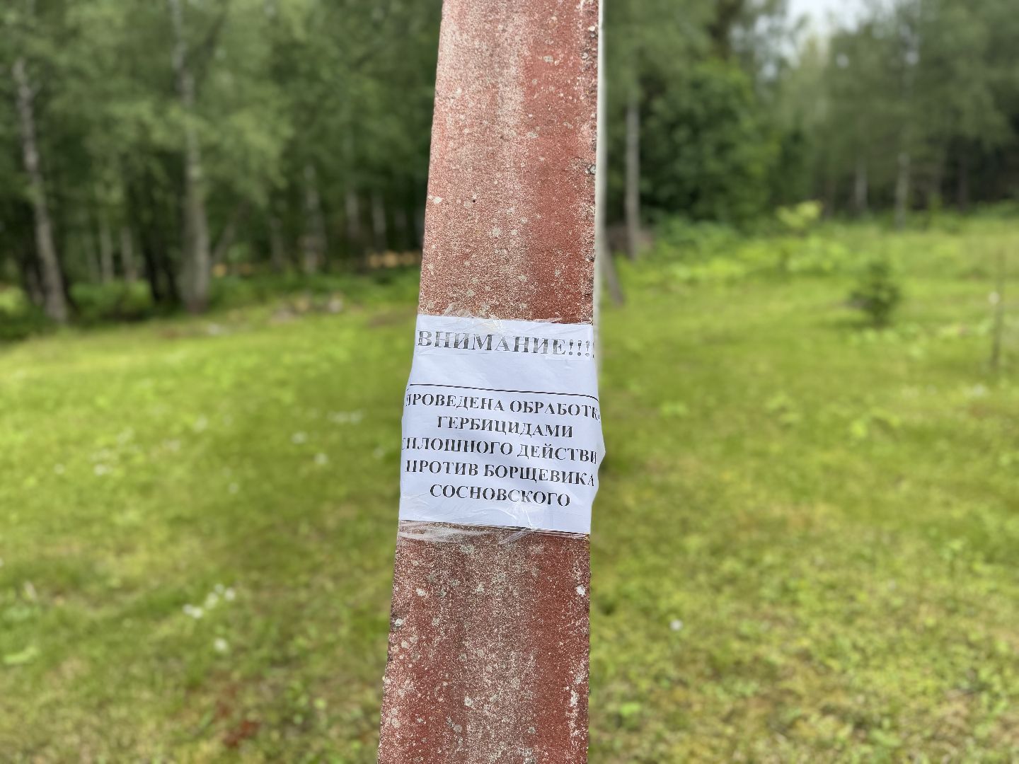 шаховская, борщевик, борщевик сосновского, обработка от борщевика,