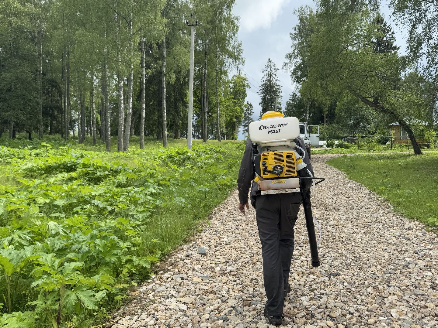 шаховская, борщевик, борщевик сосновского, обработка от борщевика,