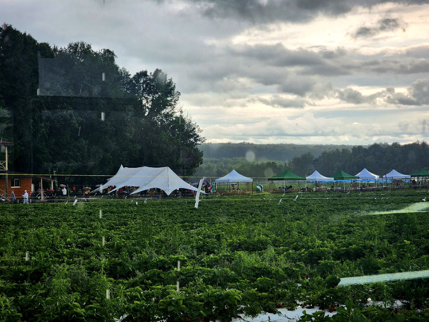 пущино, серпухов, лето в подмосковье, фестиваль , агротуризм,