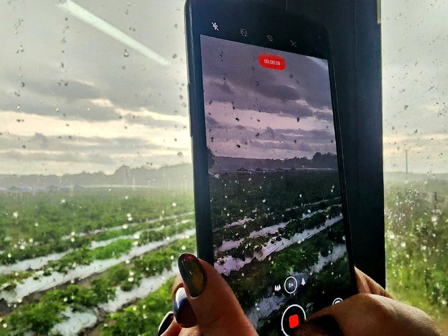 пущино, серпухов, лето в подмосковье, фестиваль , агротуризм,