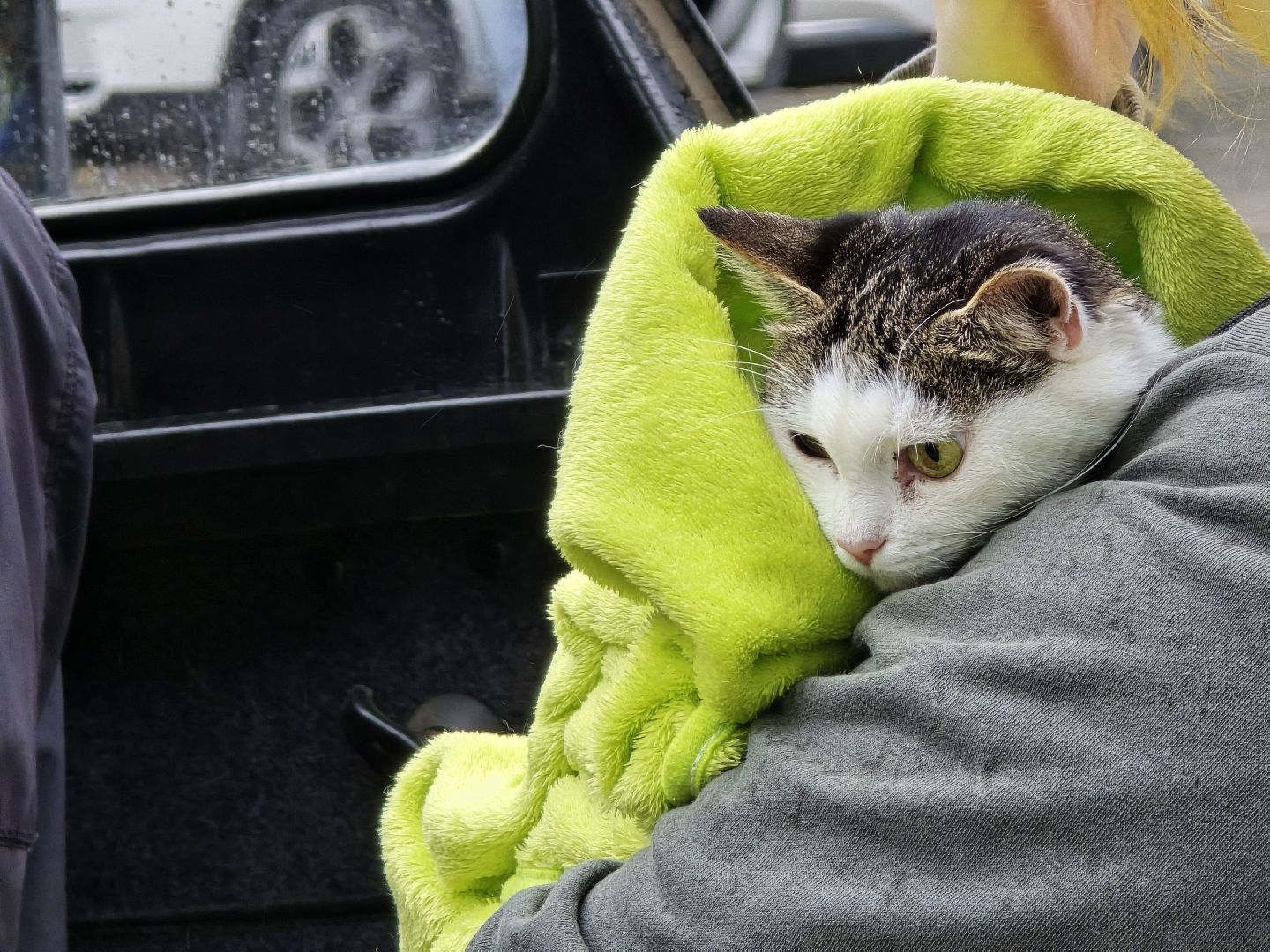 Коломна, вакцинация от бешенства, чипирование домашних животных,выездная вакцинация,
