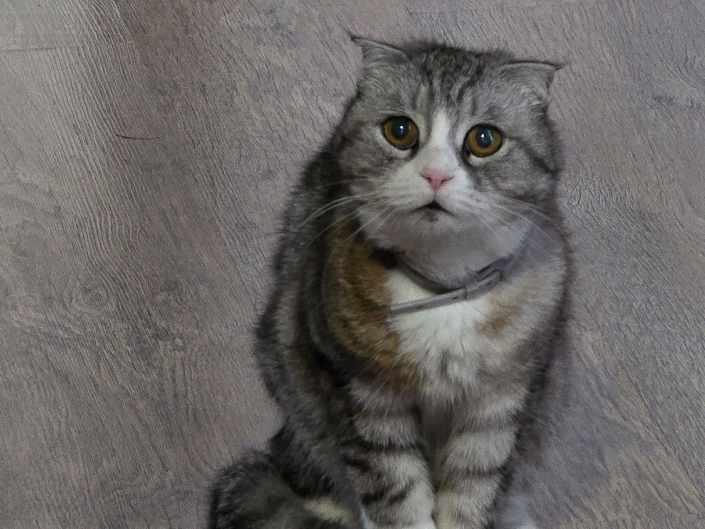 Коломна, вакцинация от бешенства, чипирование домашних животных,выездная вакцинация,