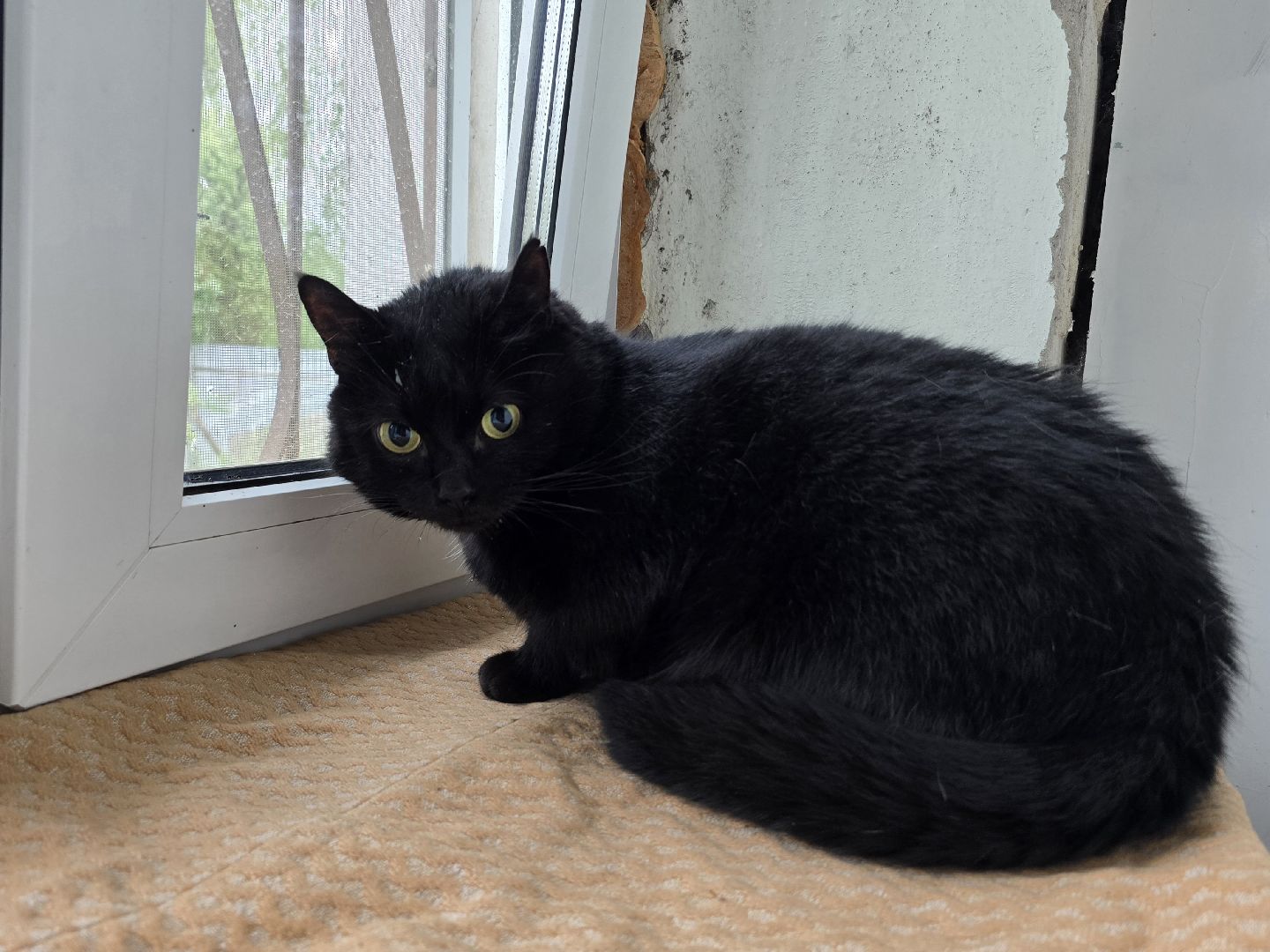 Коломна, вакцинация от бешенства, чипирование домашних животных,выездная вакцинация,