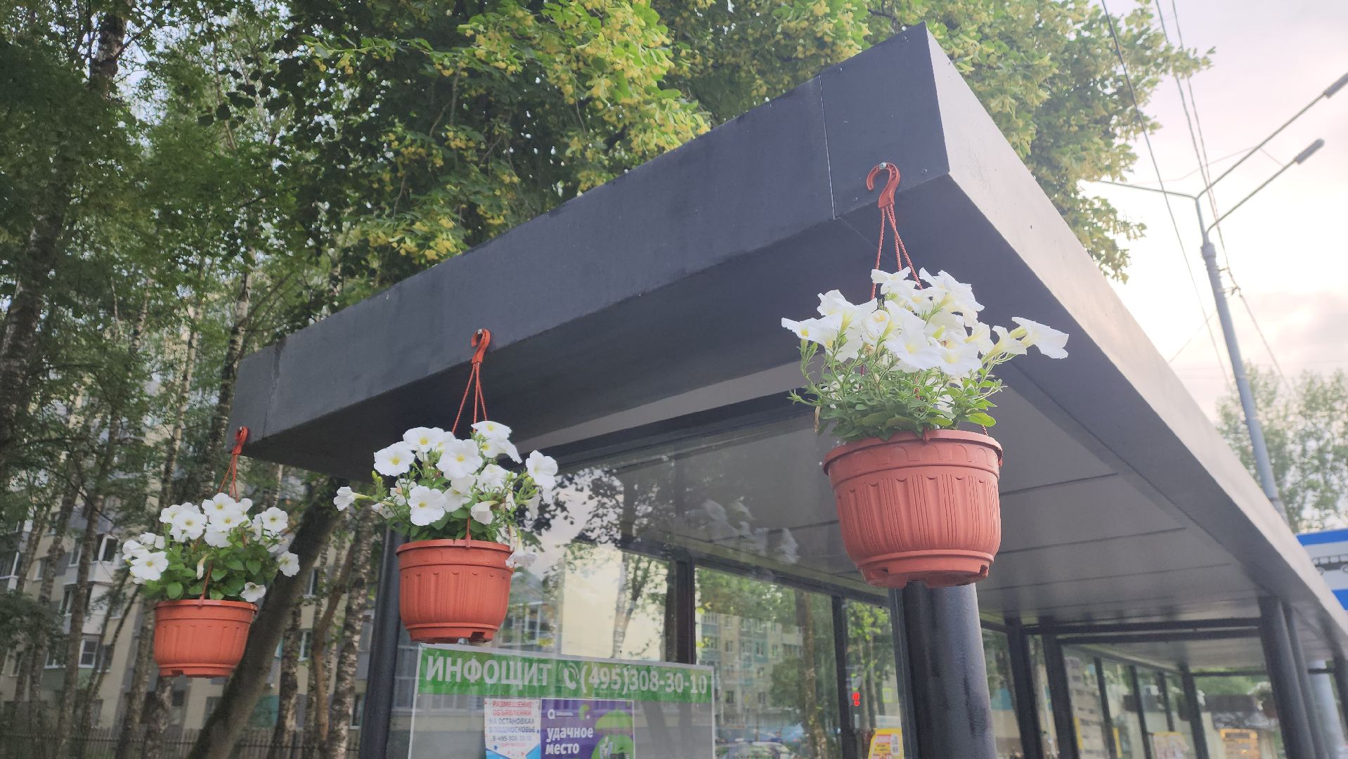 вертикалки, пушкино, цветы, остановки, общественный транспорт,благоустройство,кашпо,