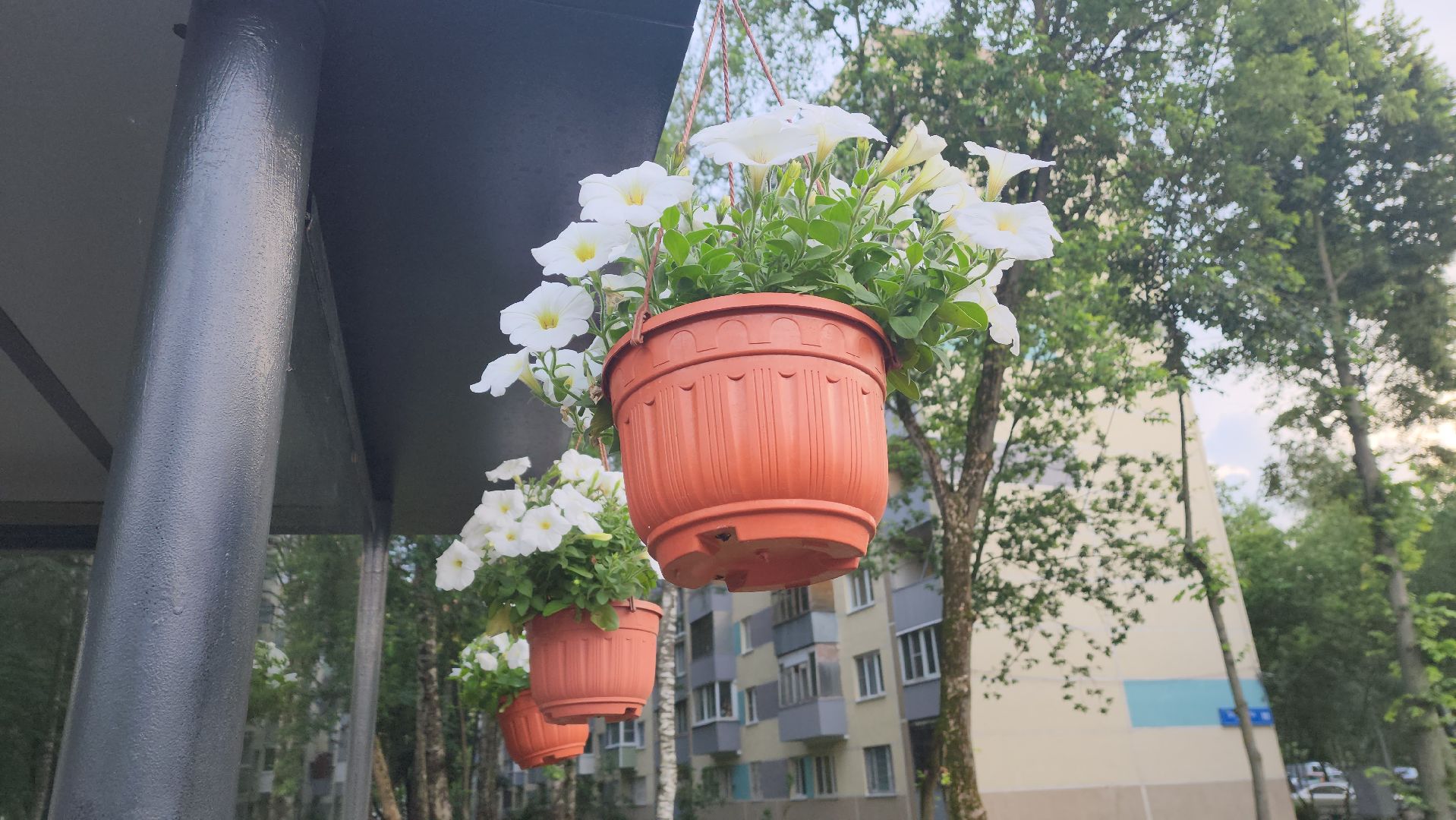 вертикалки, пушкино, цветы, остановки, общественный транспорт,благоустройство,кашпо,